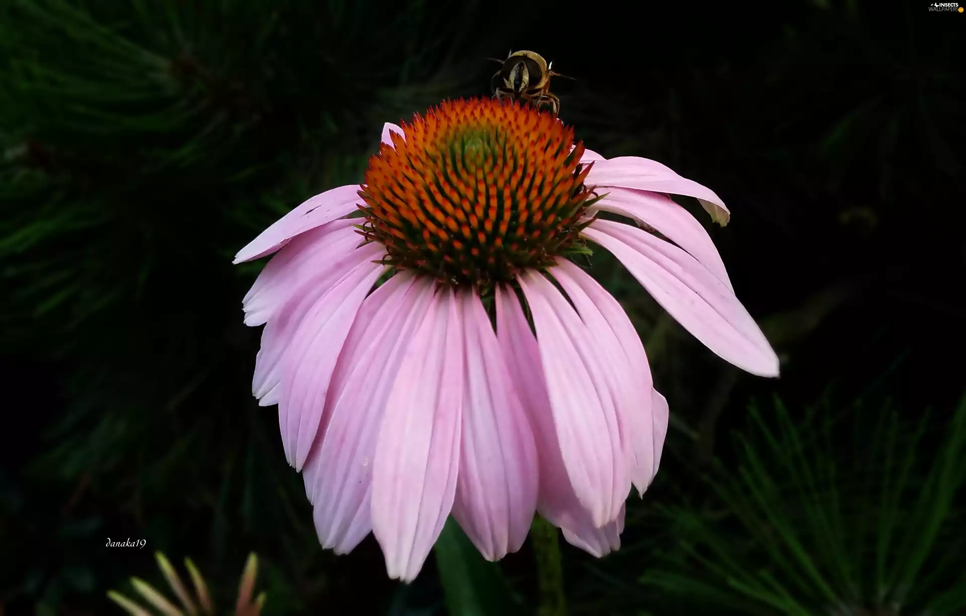 echinacea, bee