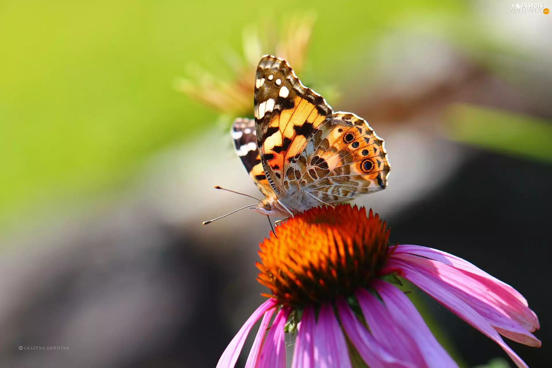 Insect, echinacea, butterfly, wings, color