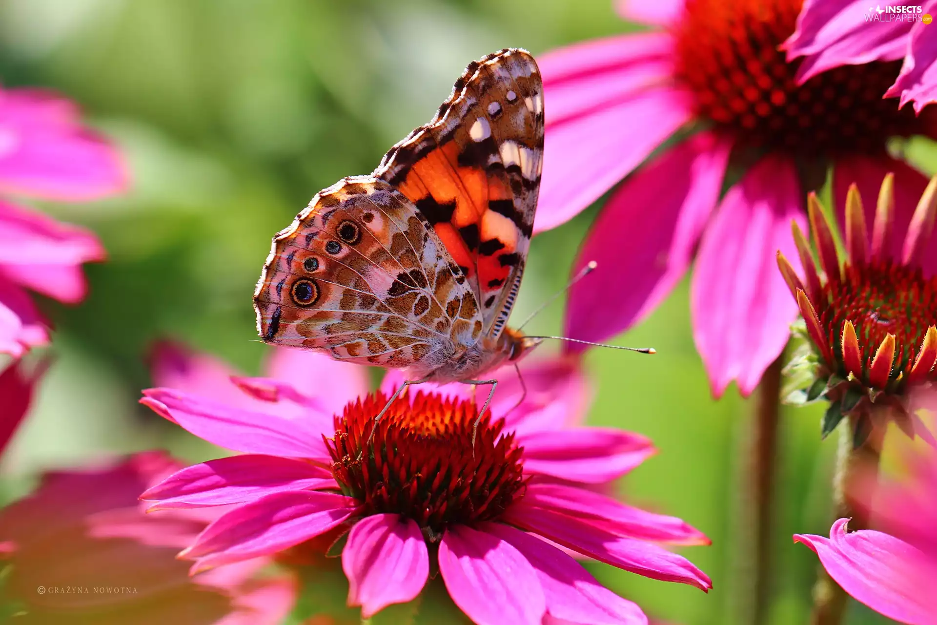 undine, color, Flowers, echinacea, Cardui, butterfly