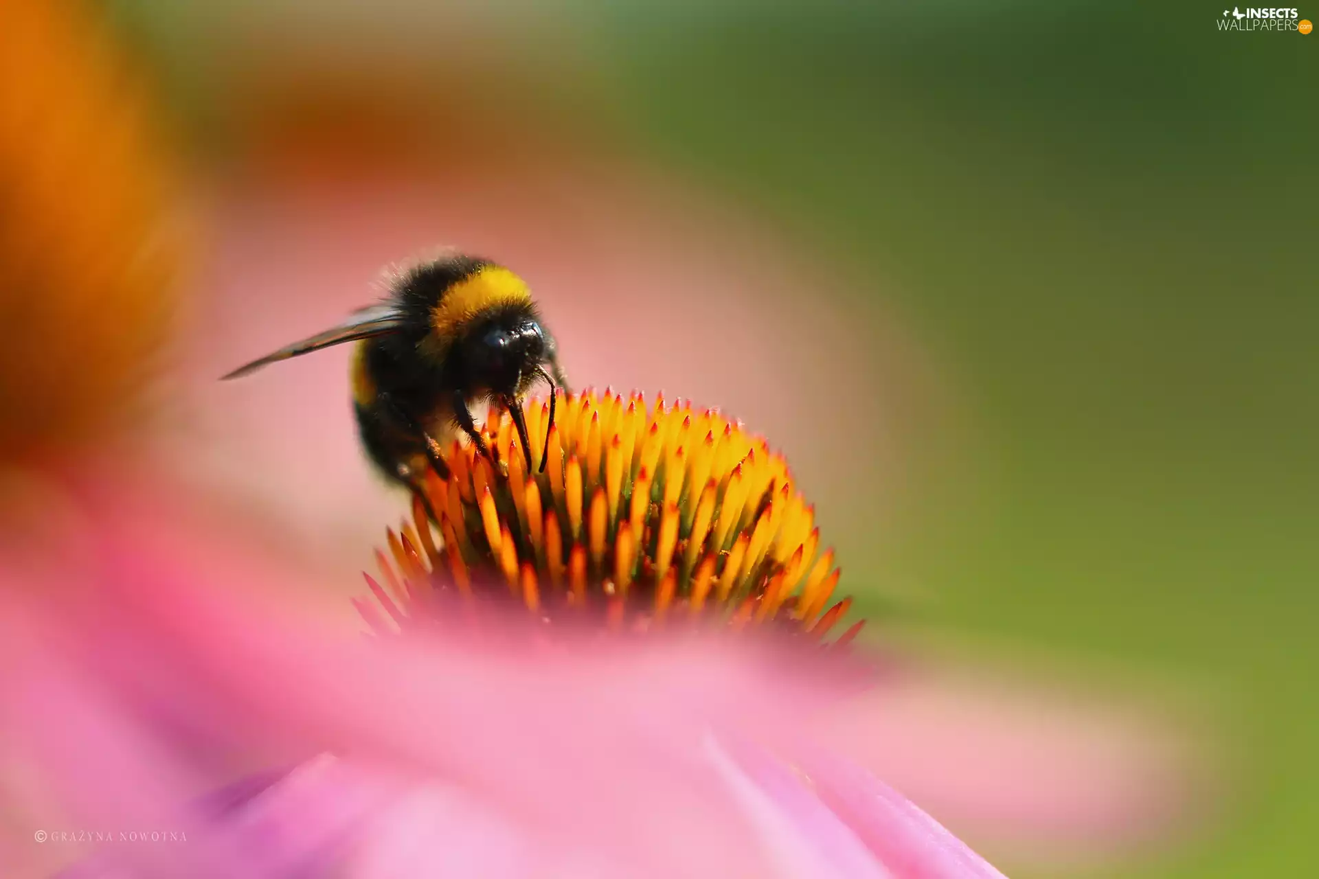Colourfull Flowers, dumbledor, echinacea
