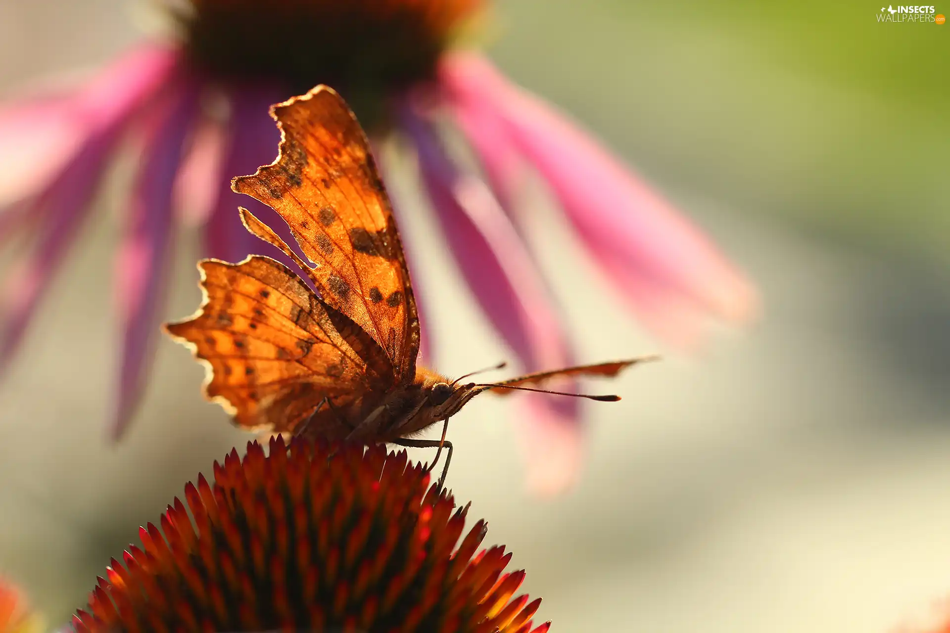 butterfly, Insect, echinacea, Mermaid Ceik