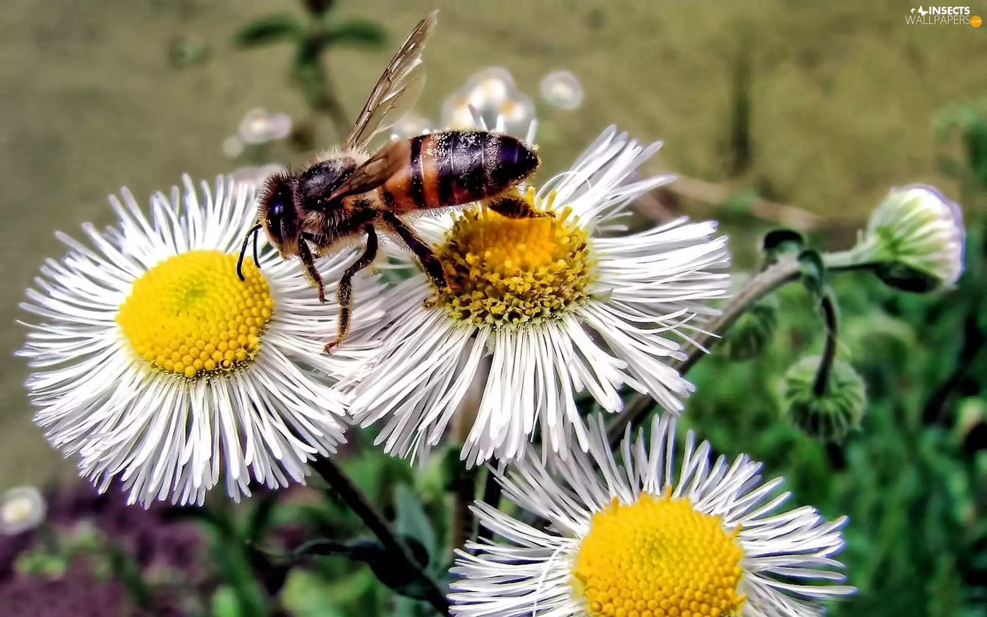 Erigeron, bee