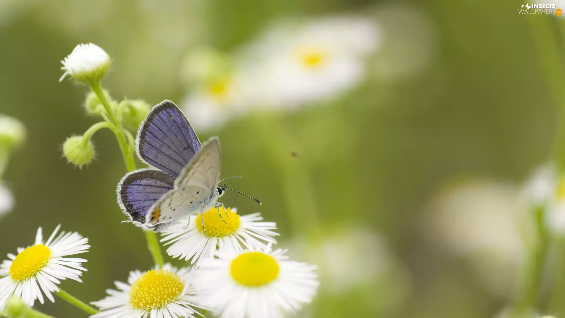fuzzy, background, Dusky, Erigeron White, butterfly