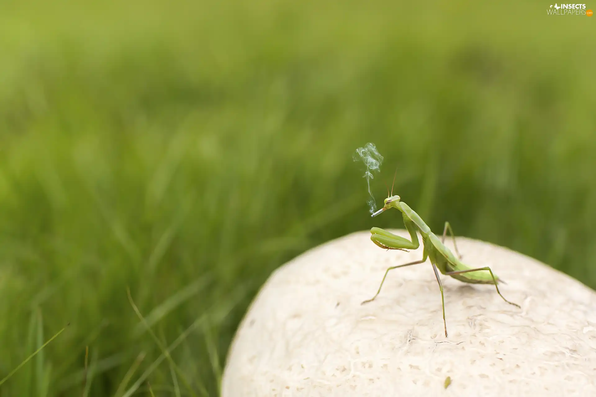 European Mantis, Cigarette