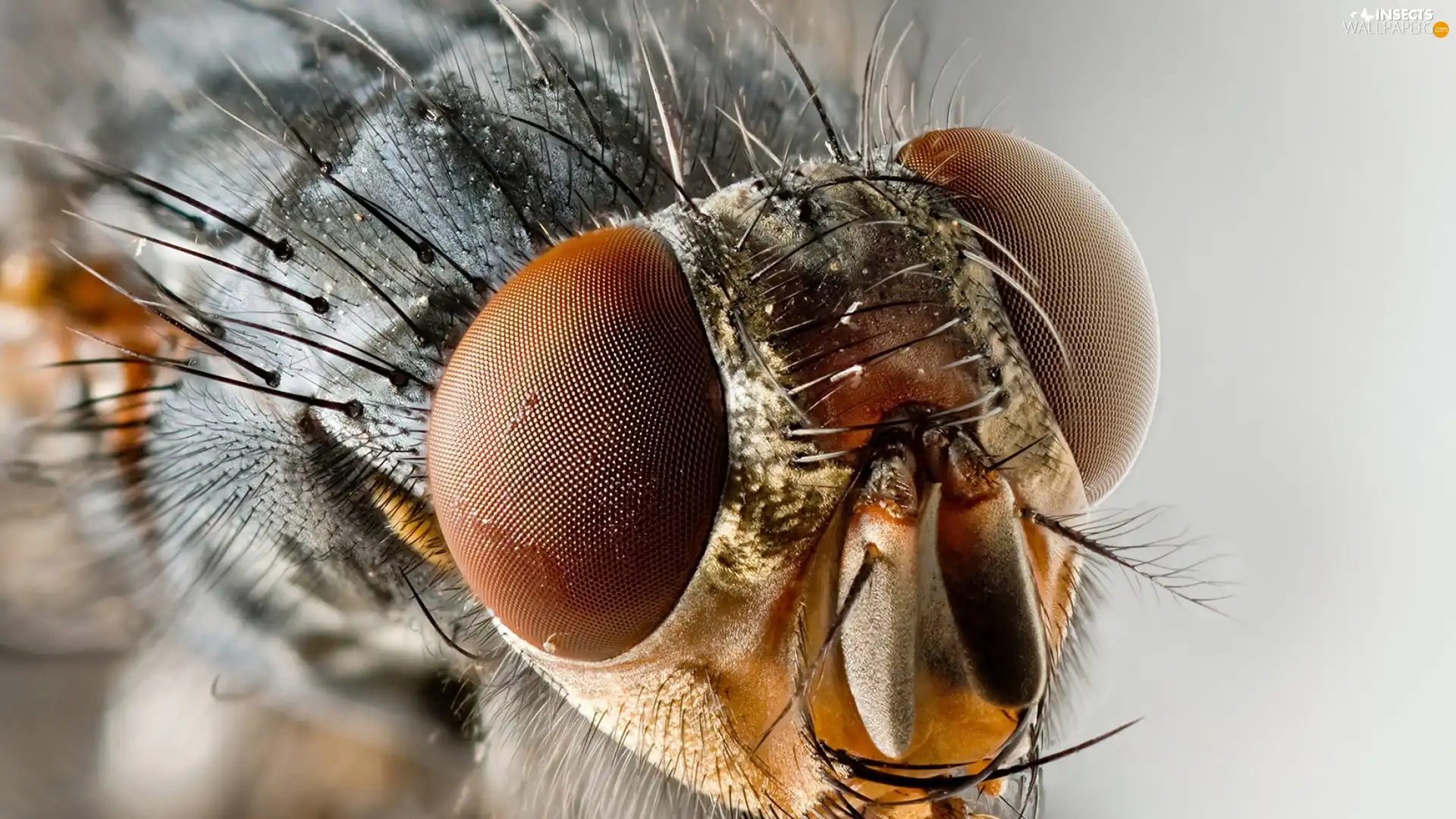 Eyes, Close, fly, rapprochement, Insect
