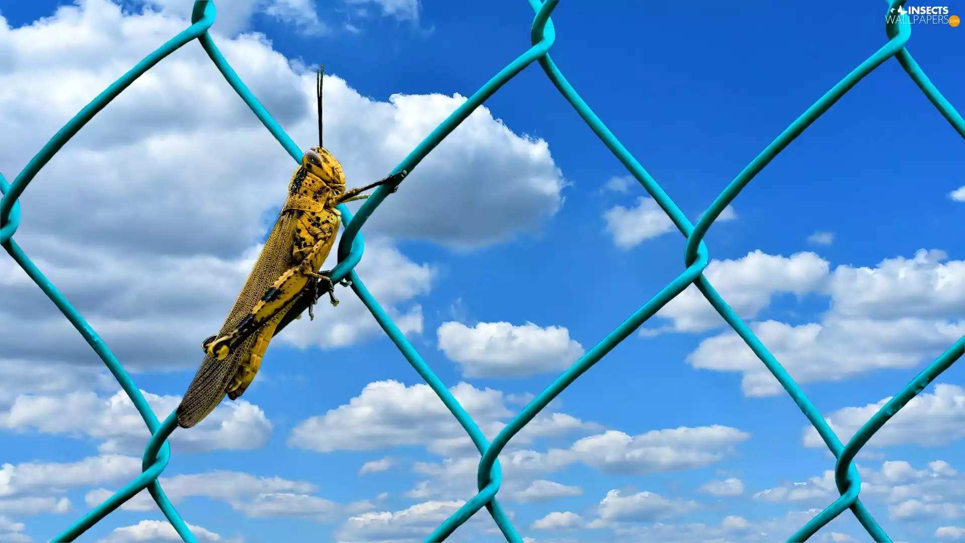 grasshopper, Sky, clouds, fence