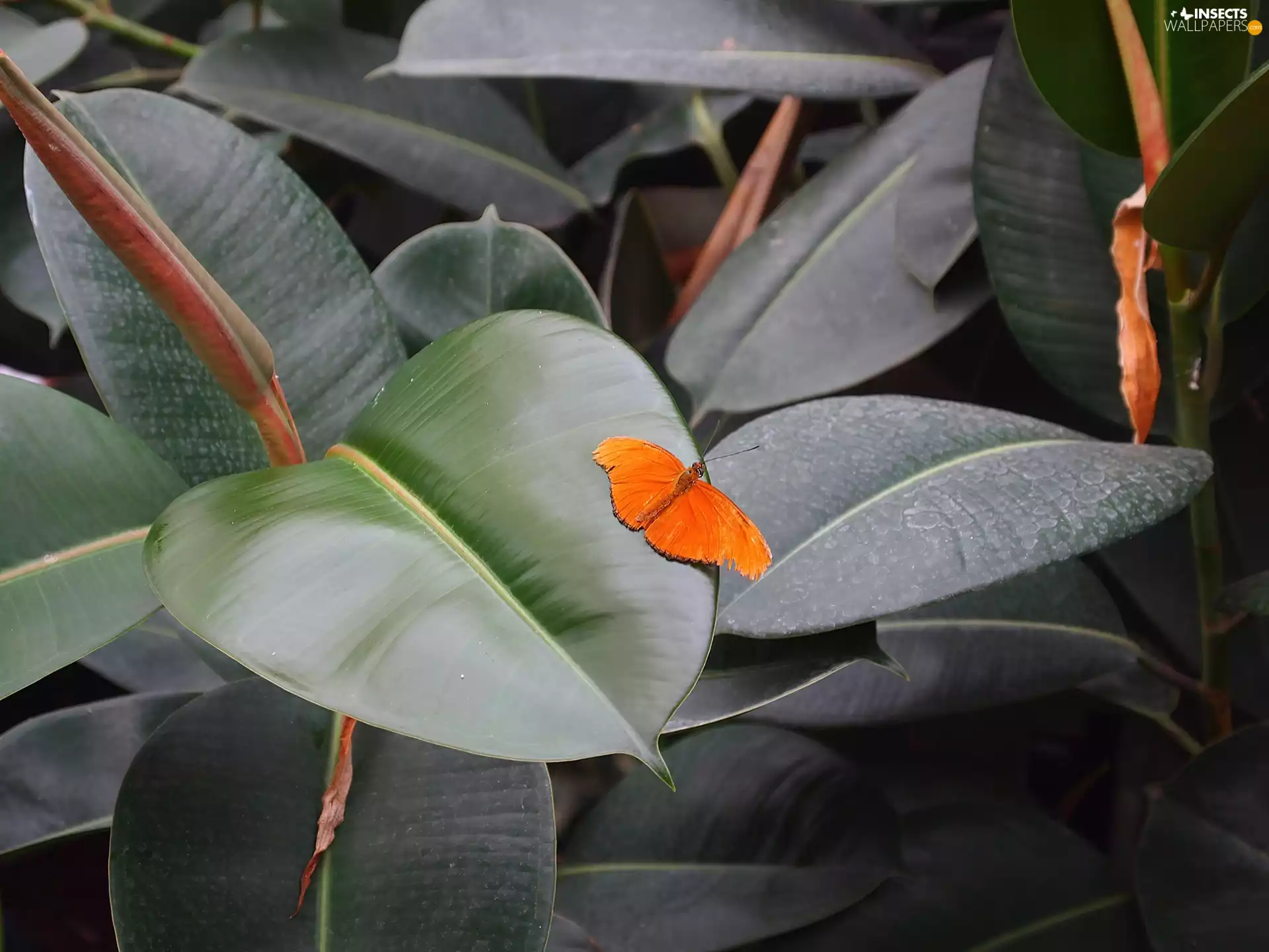 Ficus, butterfly