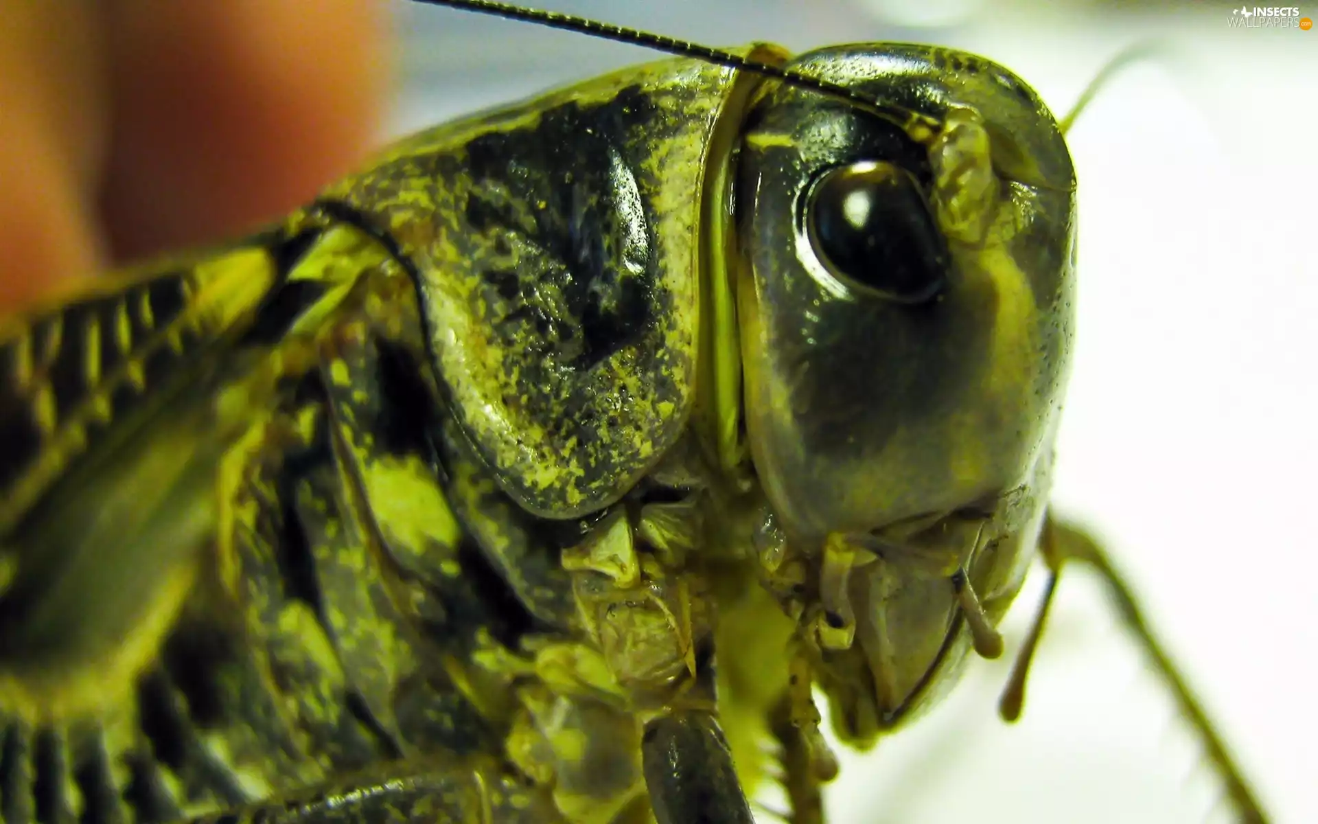 Close, sea-horse, field