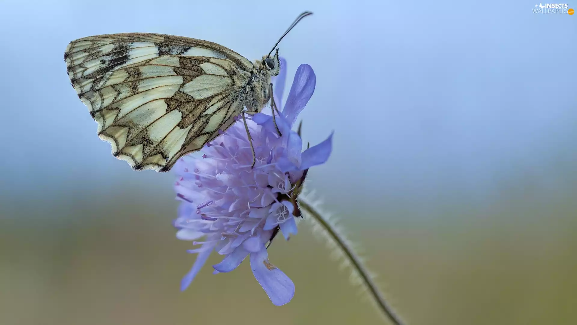 butterfly, Colourfull Flowers, Field Scabious, marbled chessboard