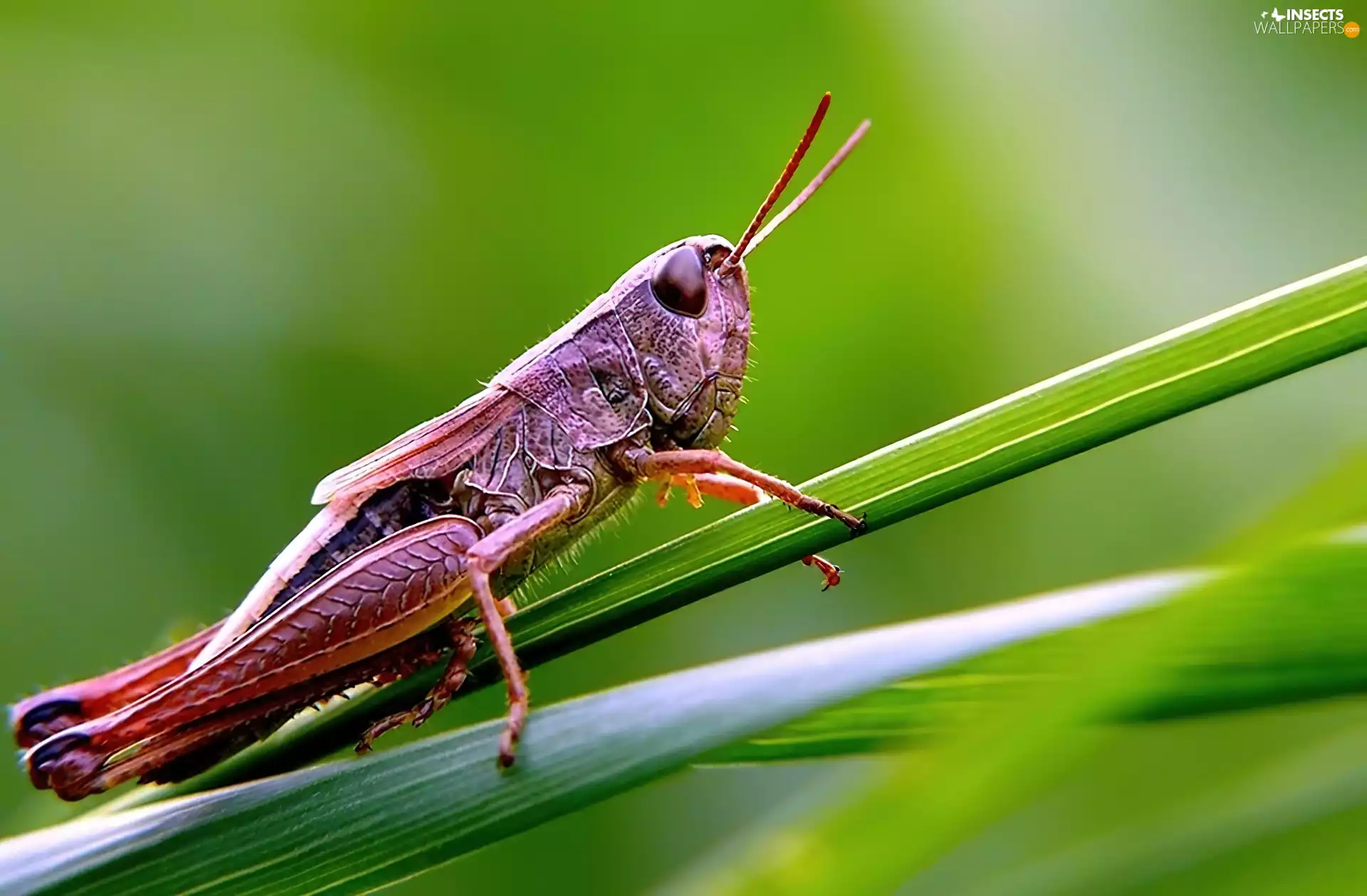 grass, sea-horse, field