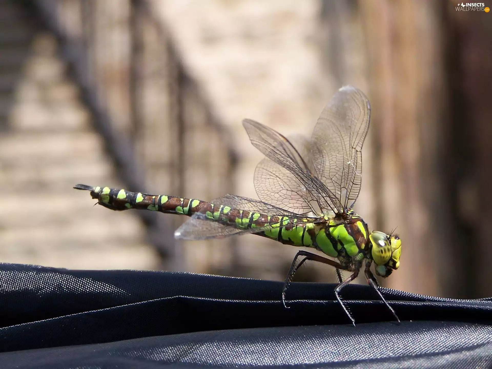 Green, fine, wings, dragon-fly