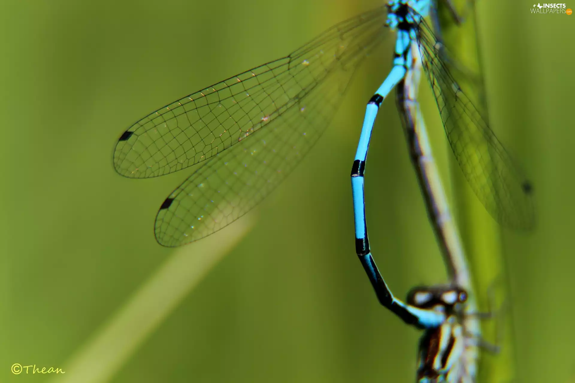 wings, dragon-fly, fine