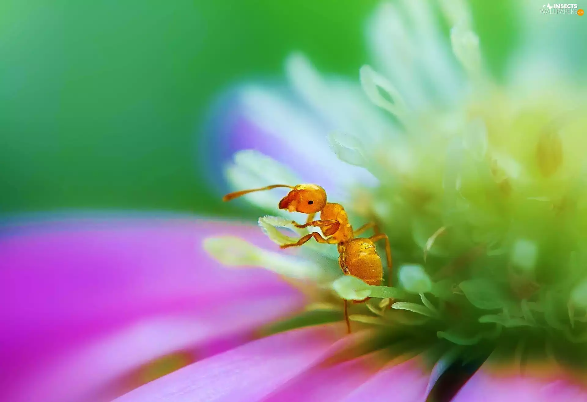 ant, rods, Close, flakes