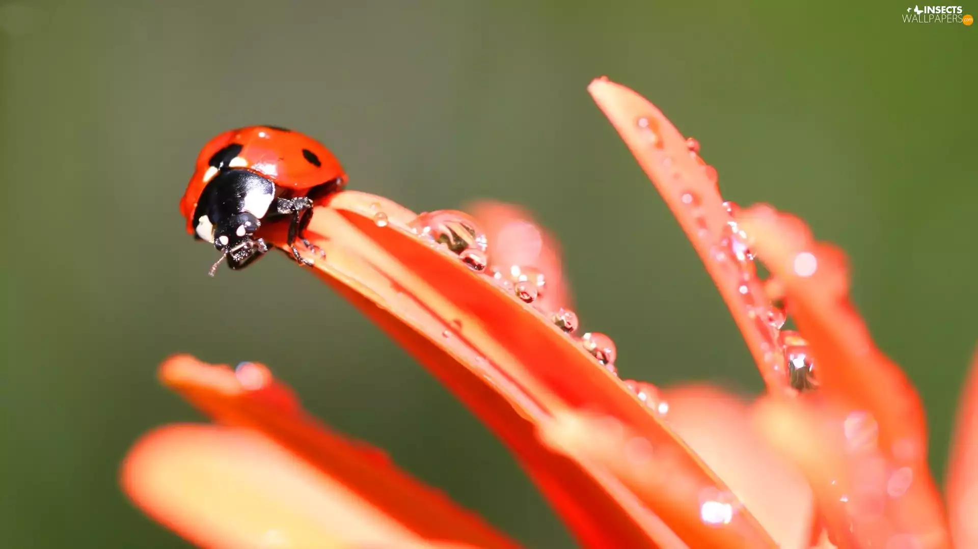 Orange, Flower, ladybird, flakes