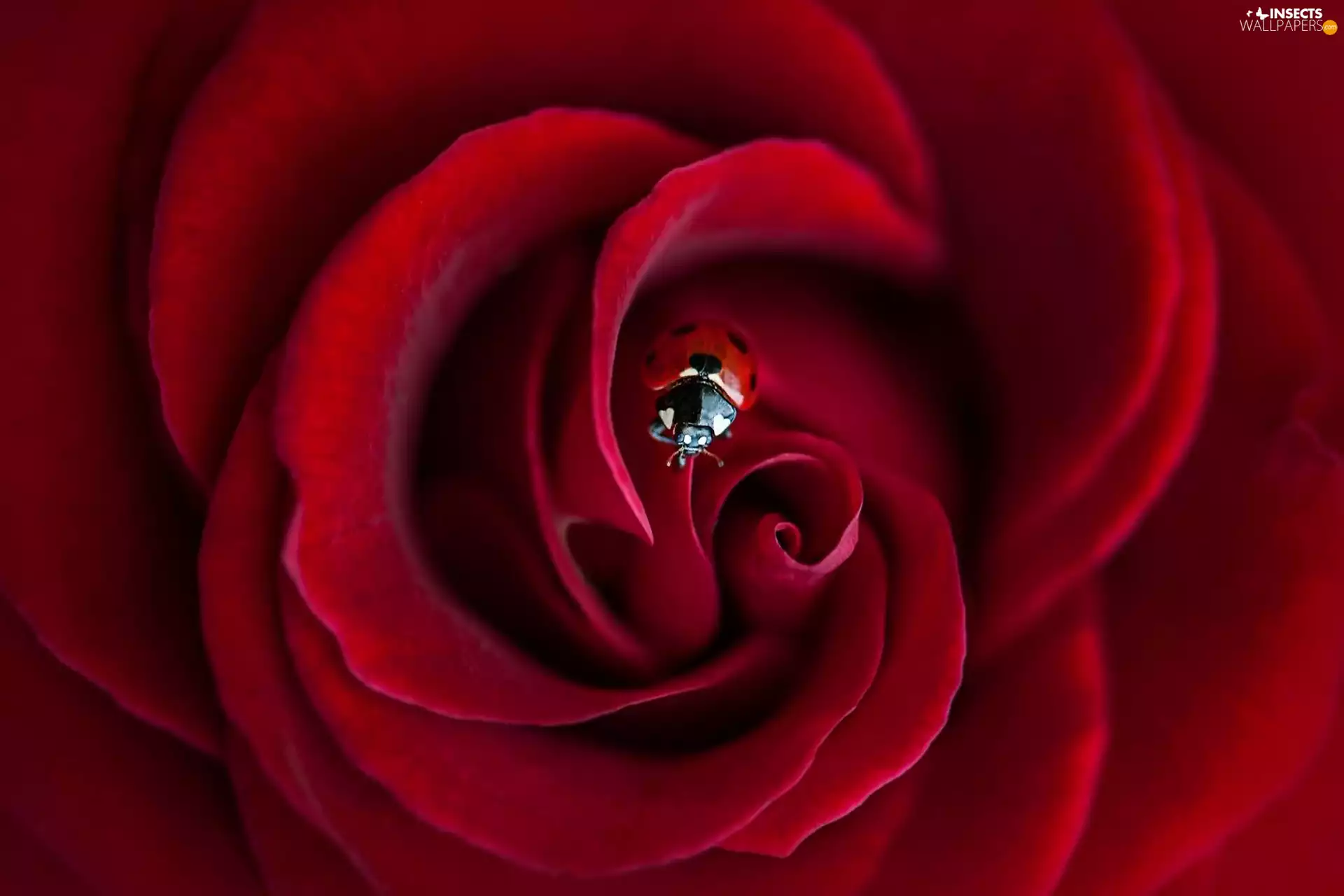 flakes, ladybird, rose