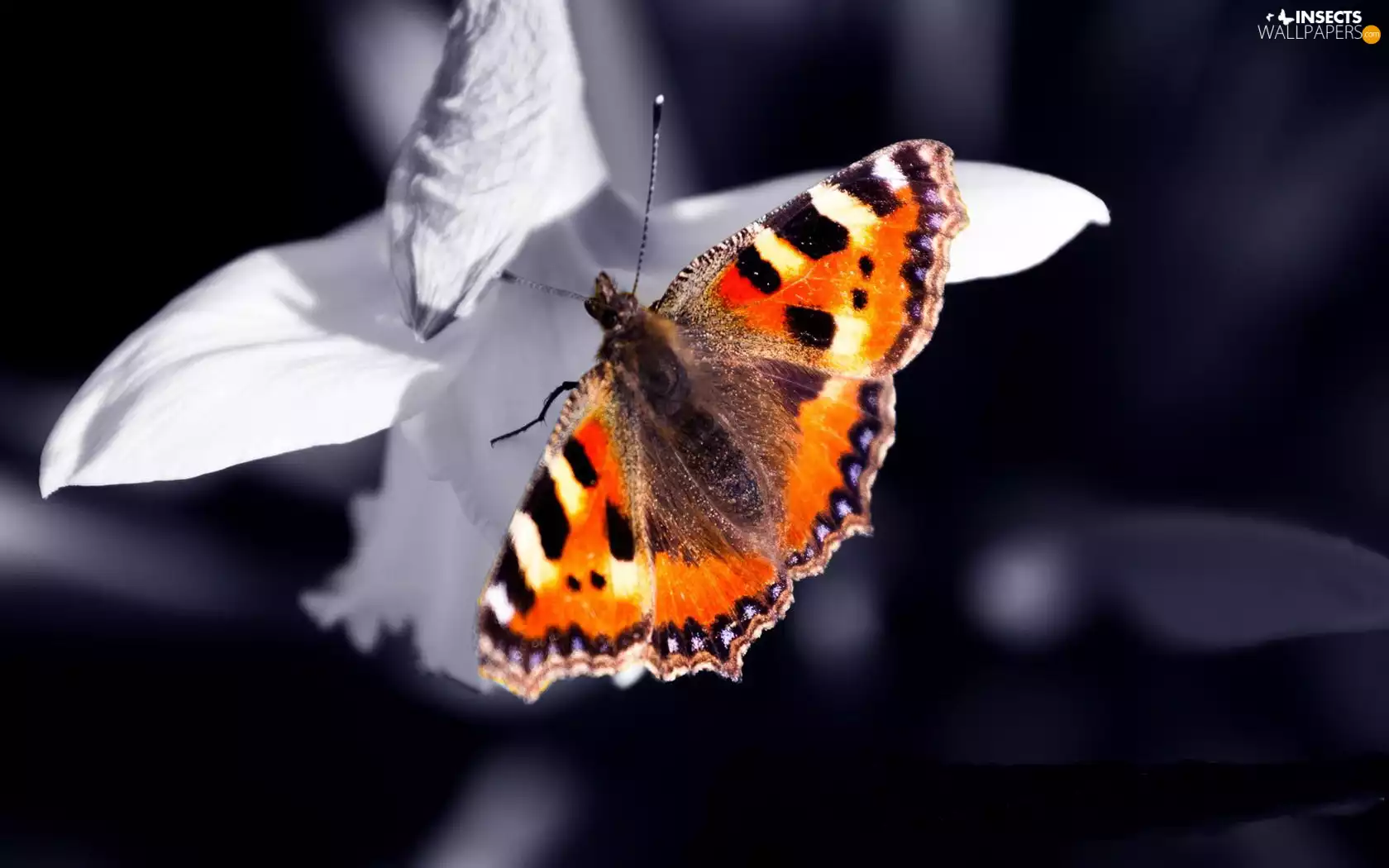 flakes, butterfly, White