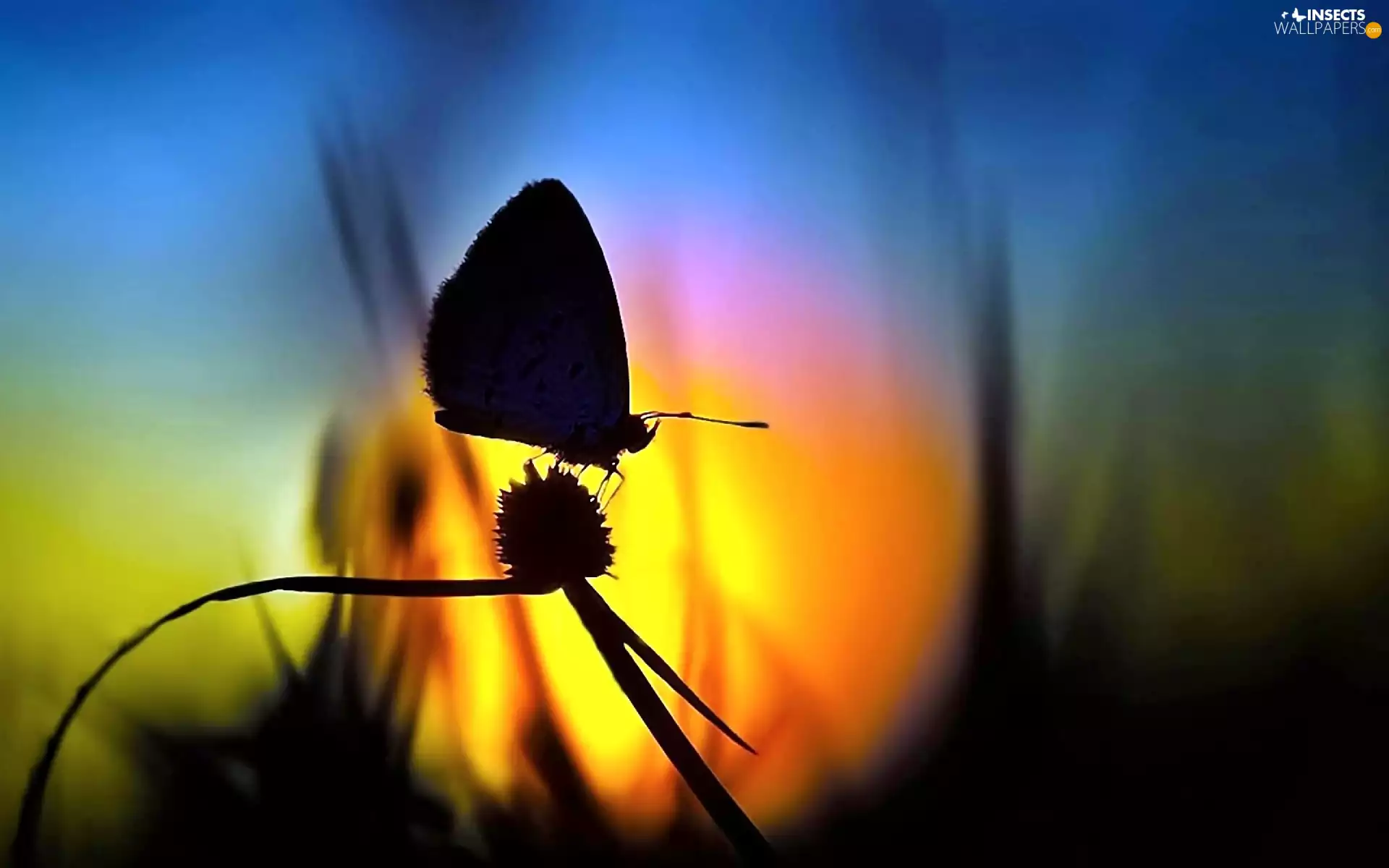 blur, ligh, shadow, sun, luminosity, moth, Meadow, flash