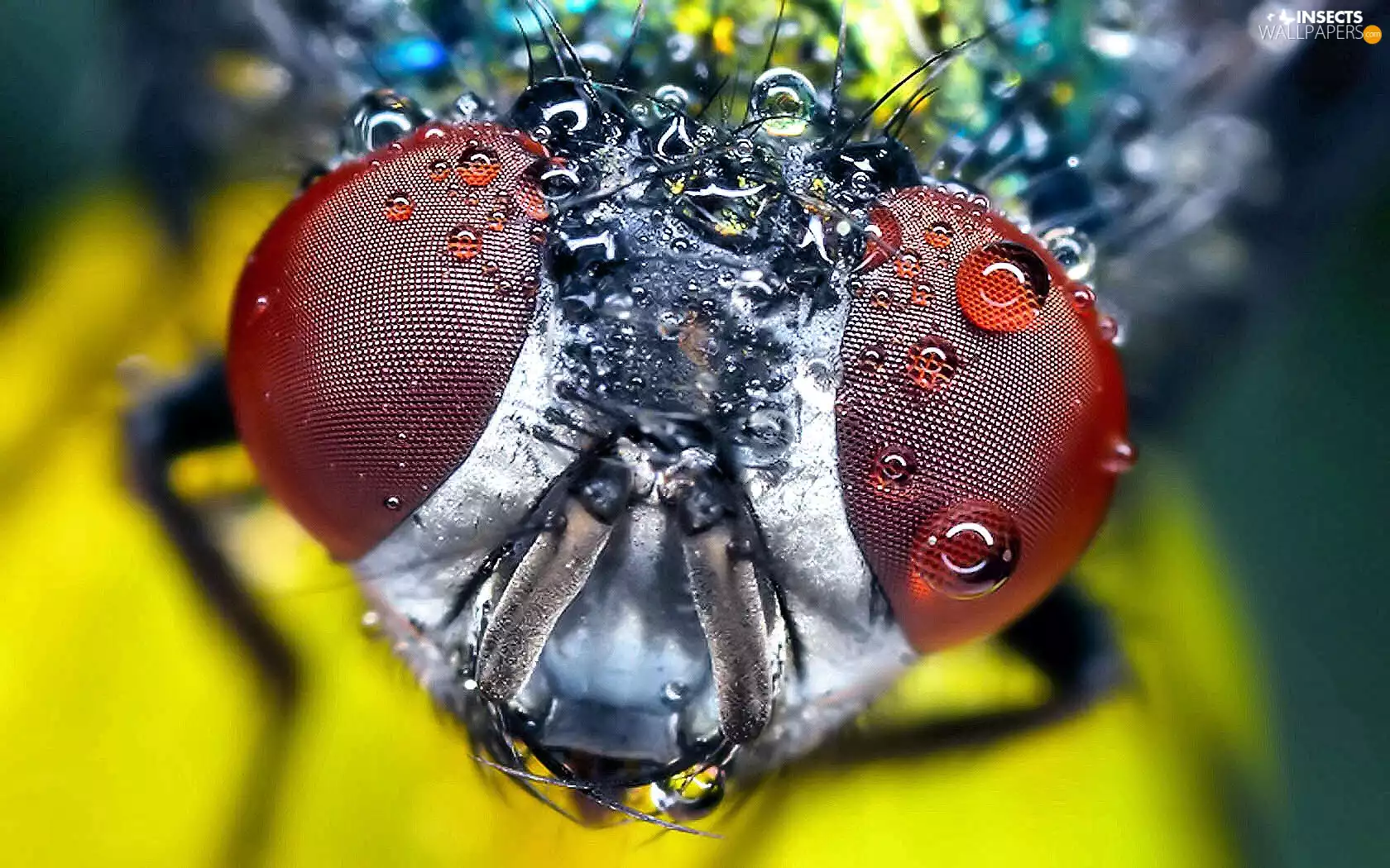 Eyes, drops, water, Flies