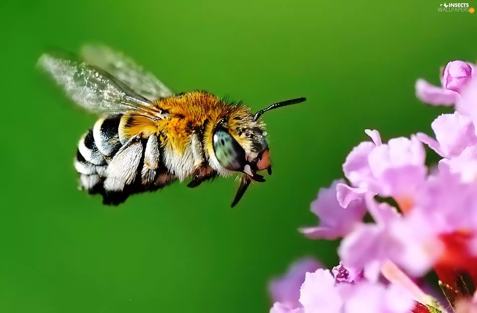 flight, bee, Flower