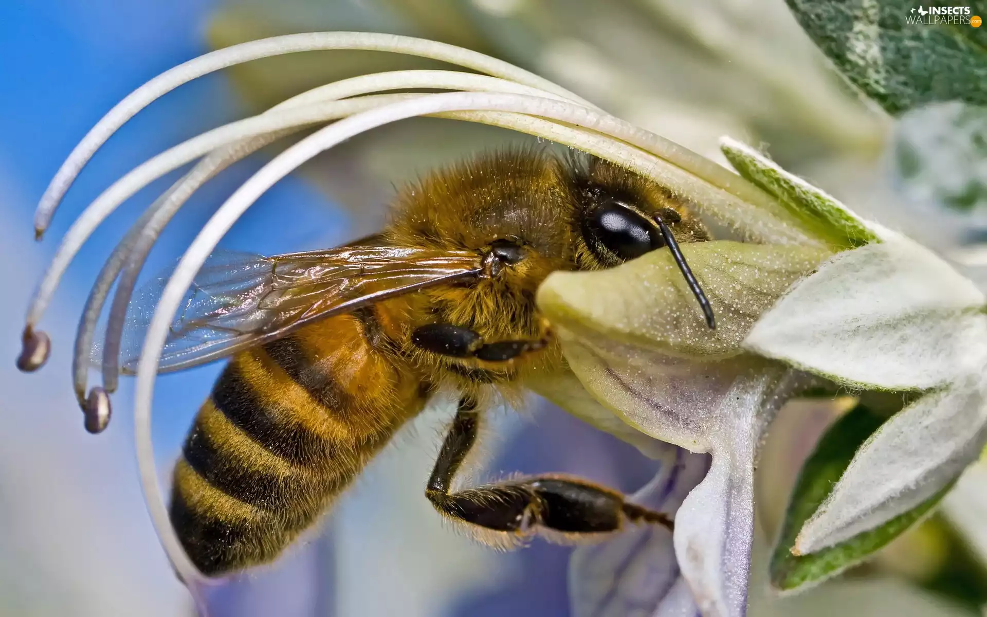 floral, bee, cup