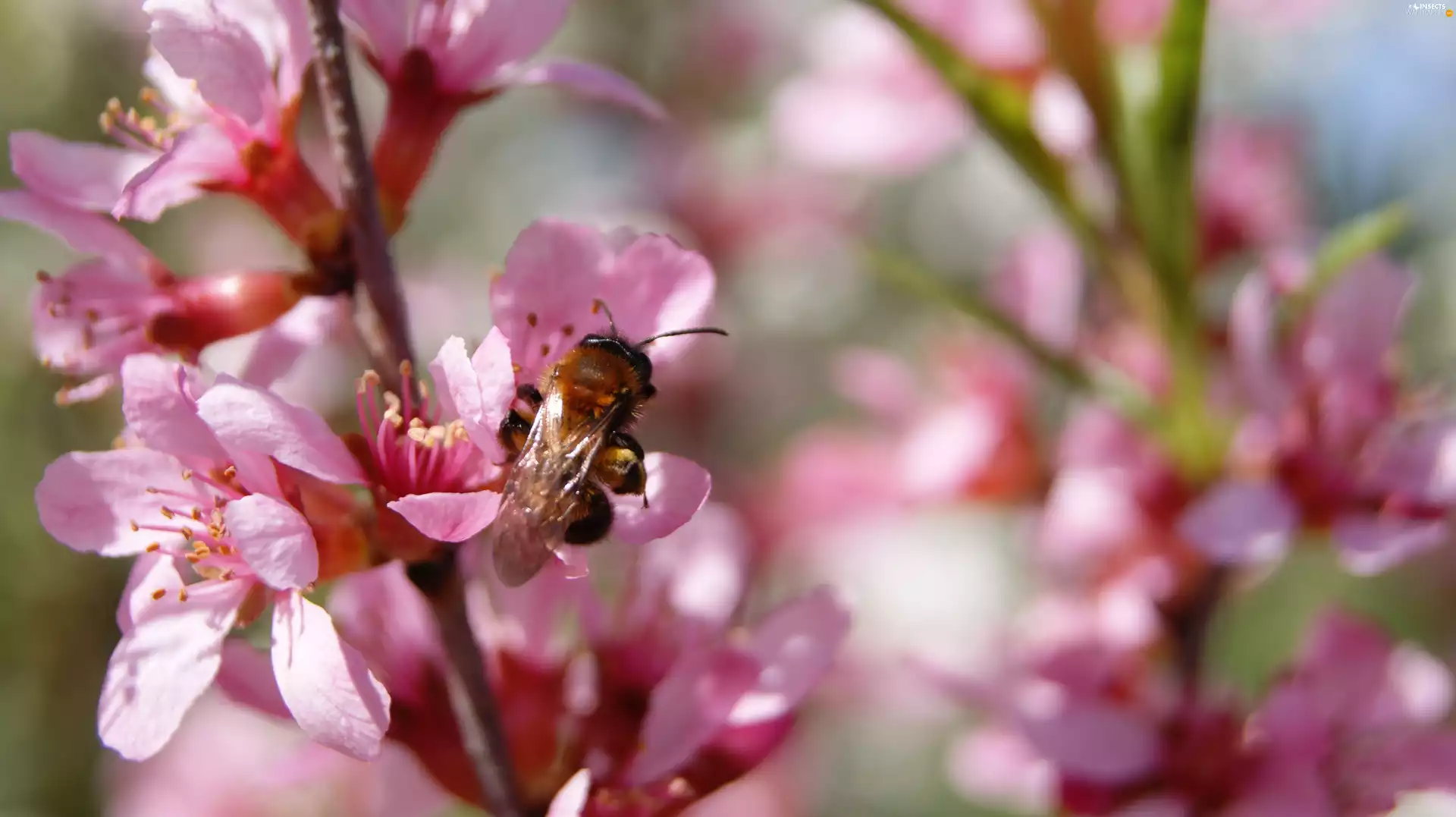apple-tree, bee, Florescence