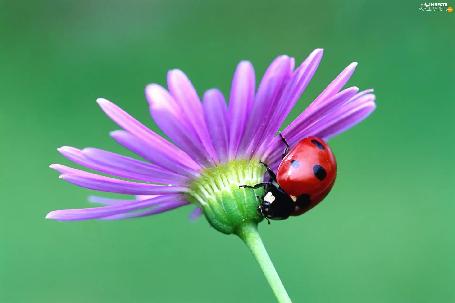 flower, ladybird, an