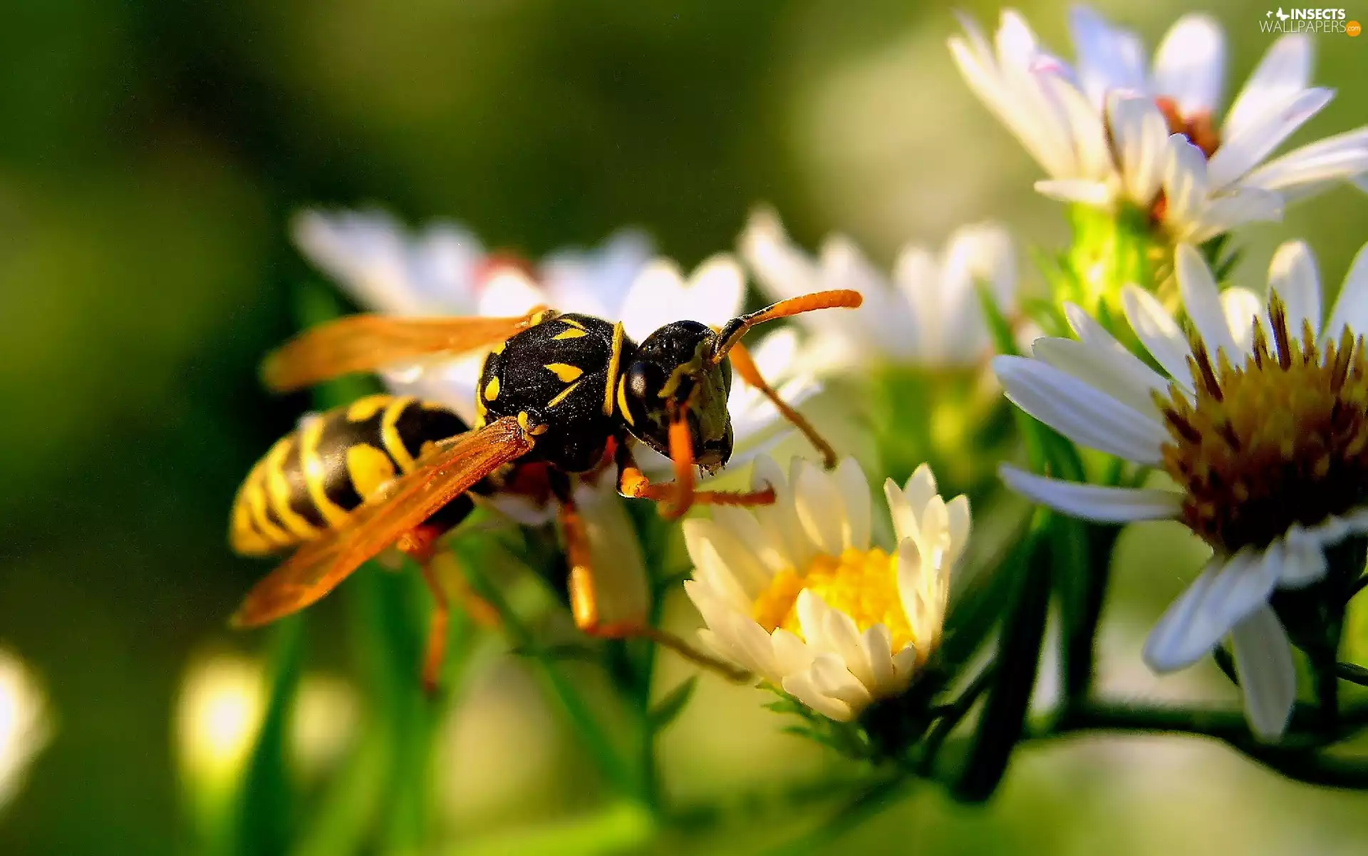 flower, wasp, an