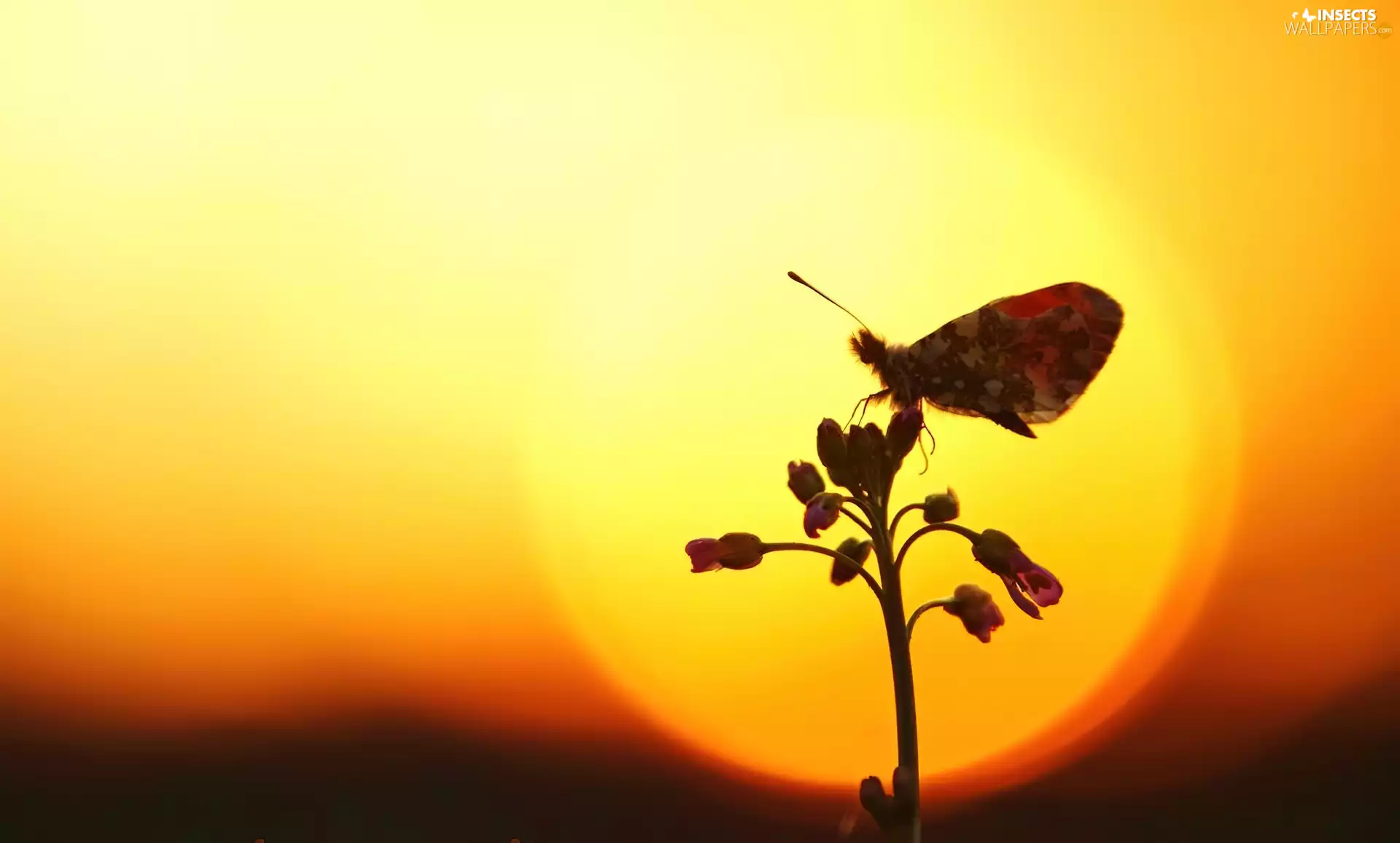 butterfly, Yellow, background, Flower