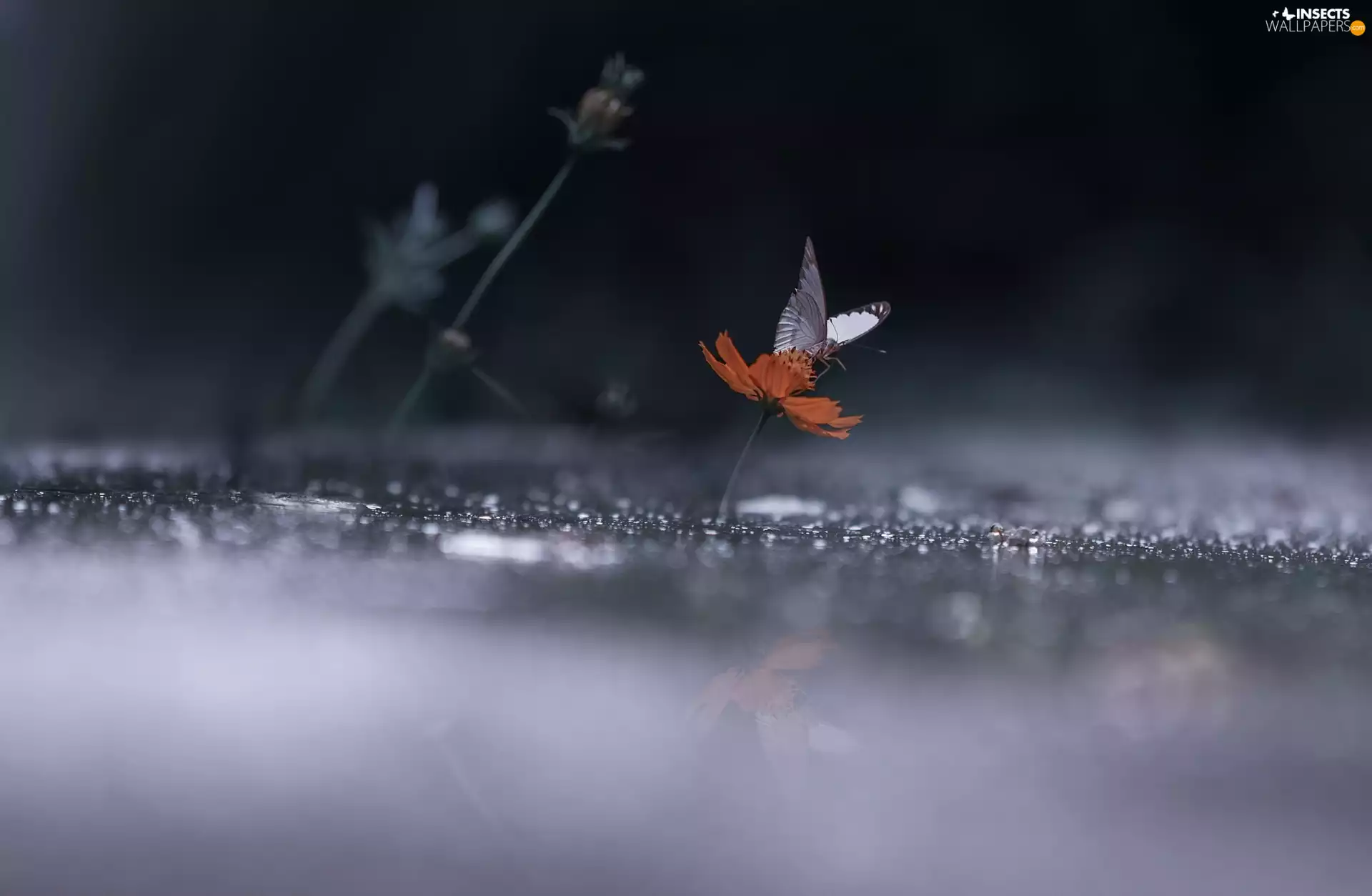 Flower, White, butterfly