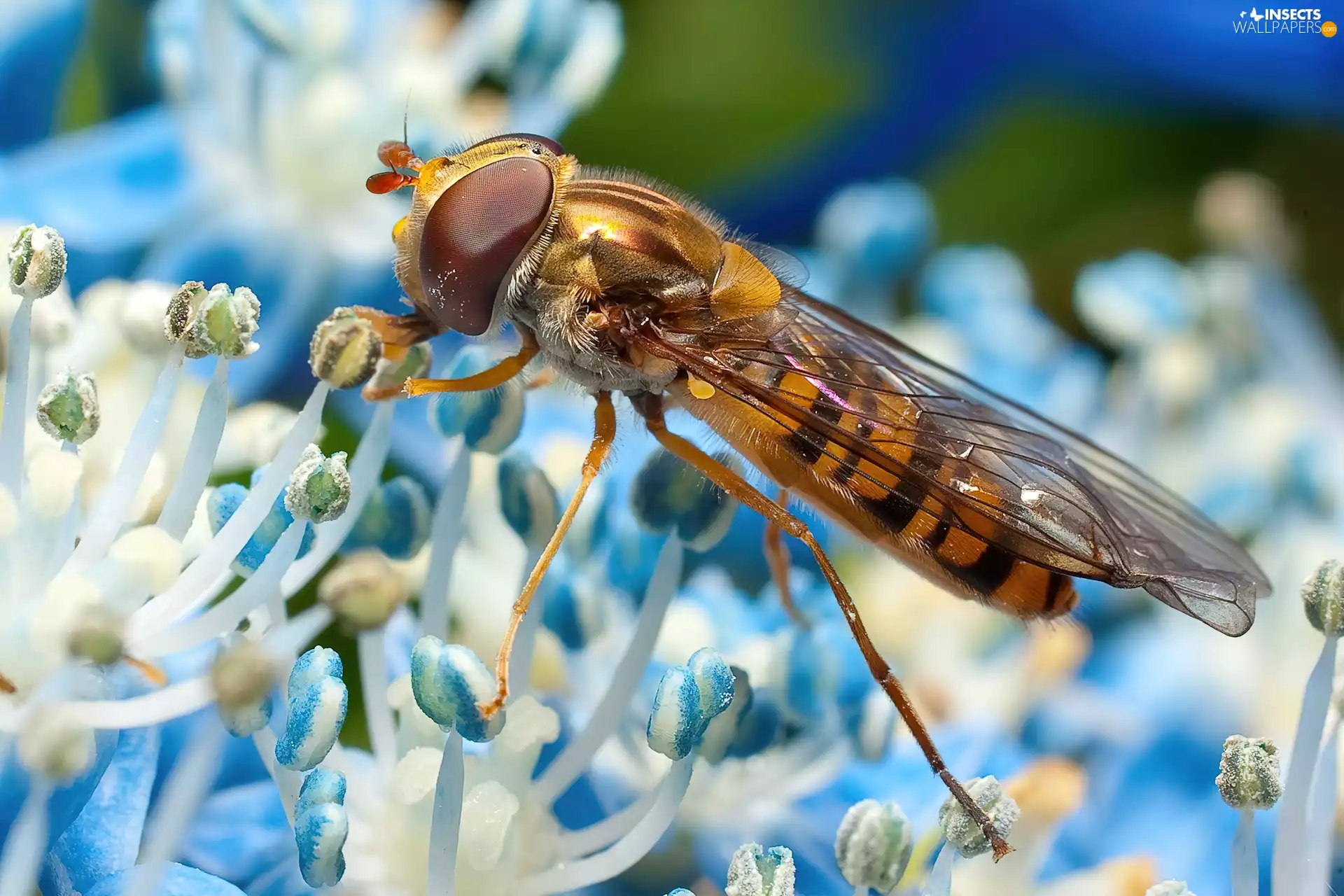 Flower, diptera