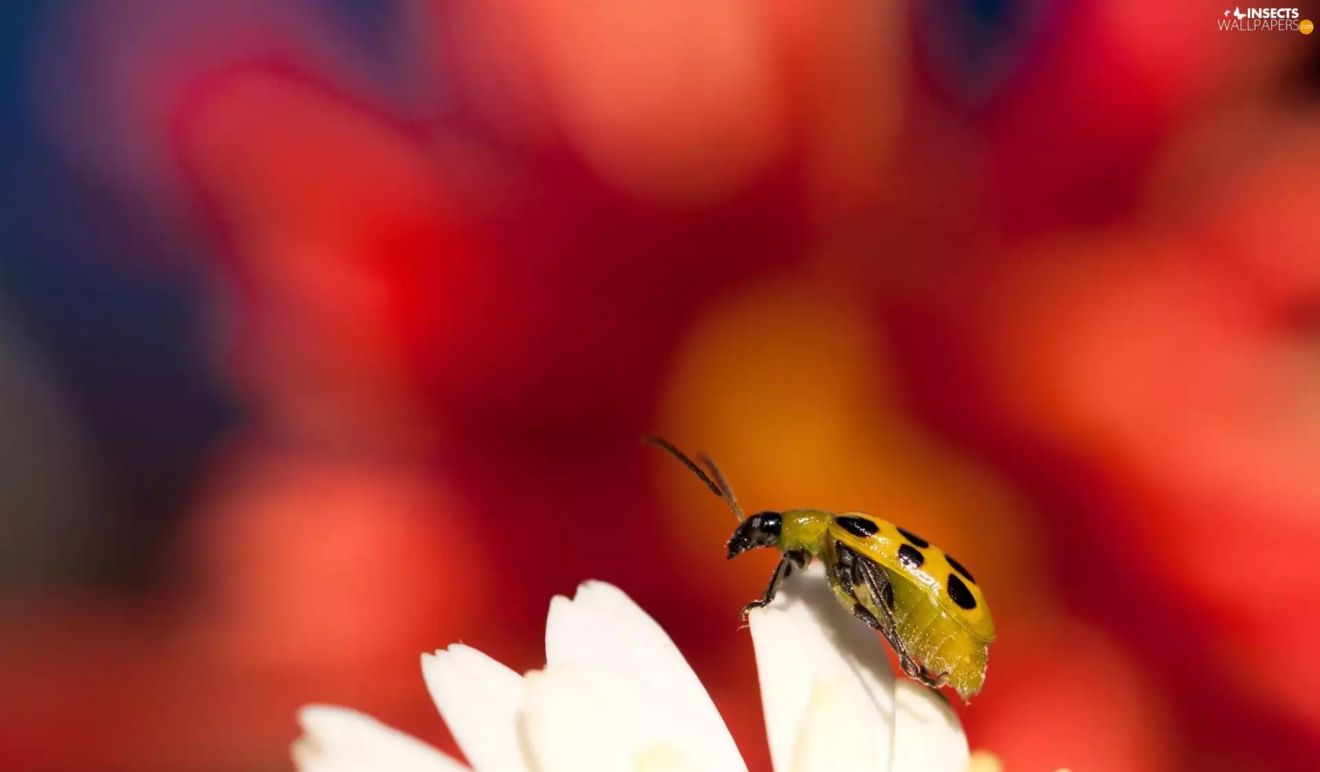 Flower, ladybird, flakes