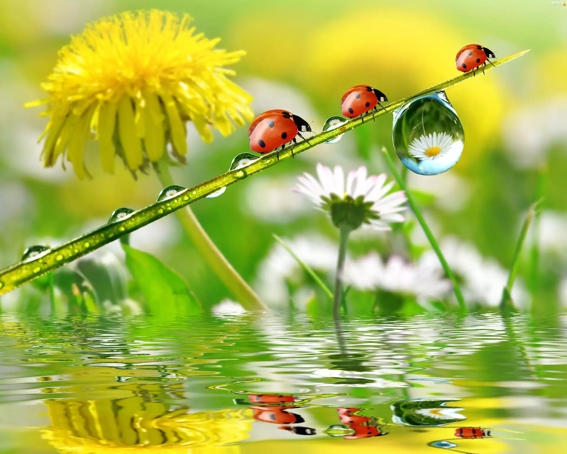 Rosy, Flower, ladybugs, drops, Three
