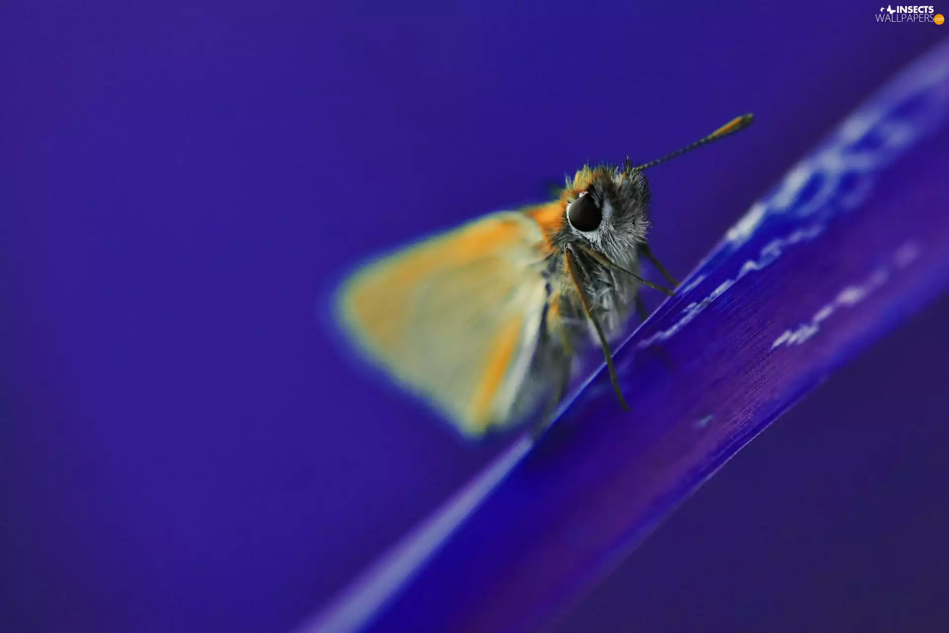 flower, butterfly, petal