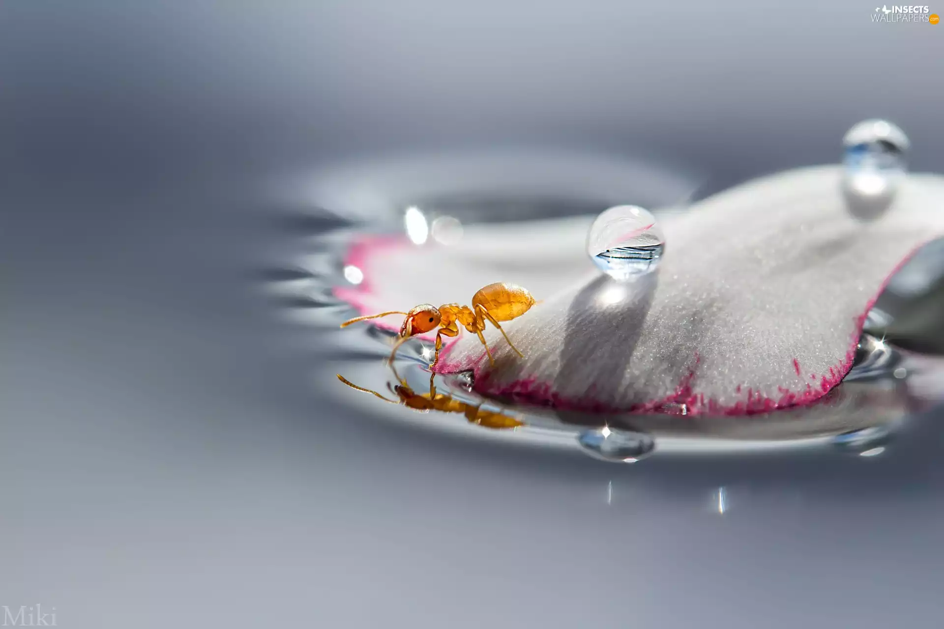 petal, ant, drops, flower