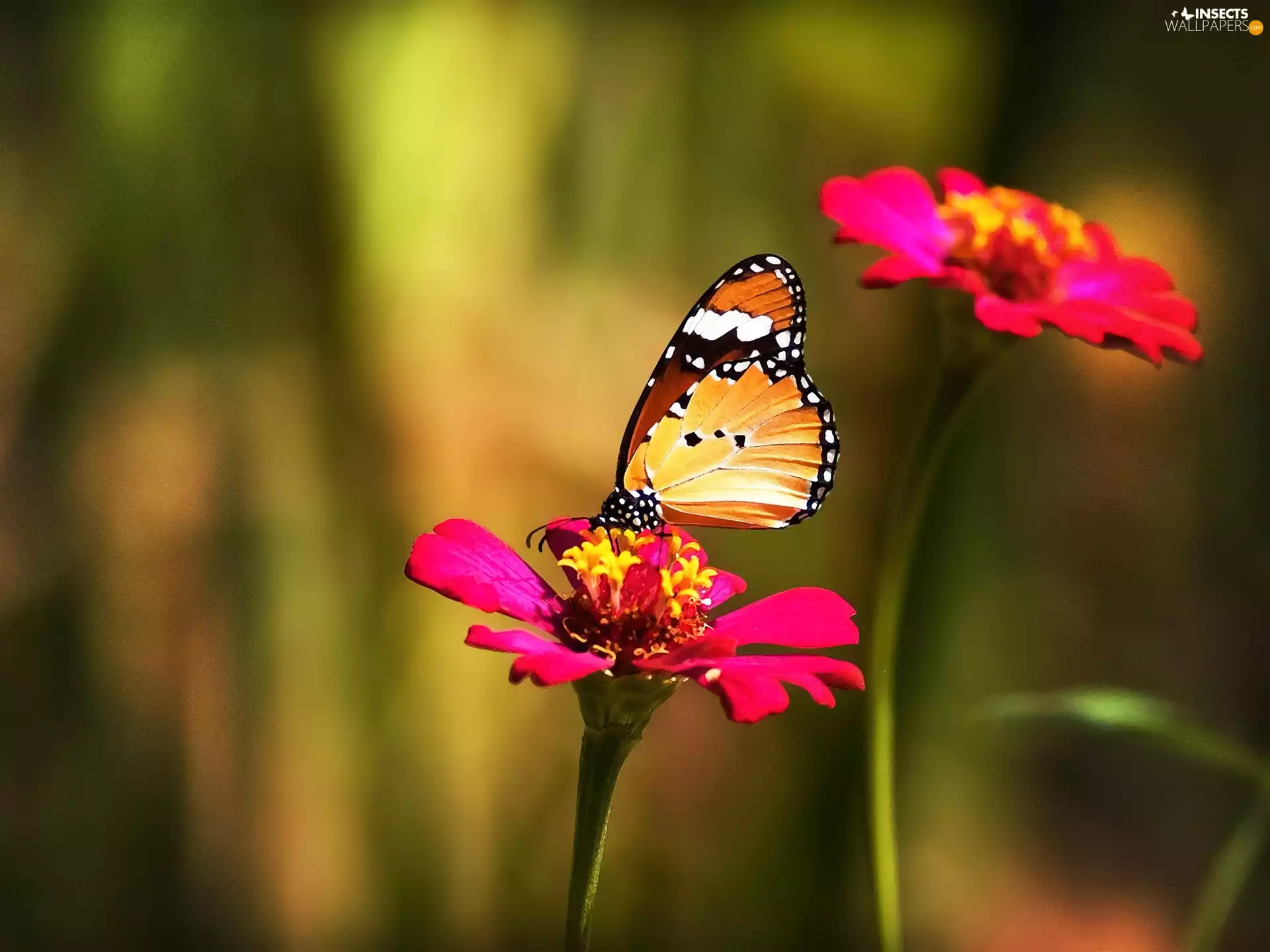Flower, butterfly, Pink