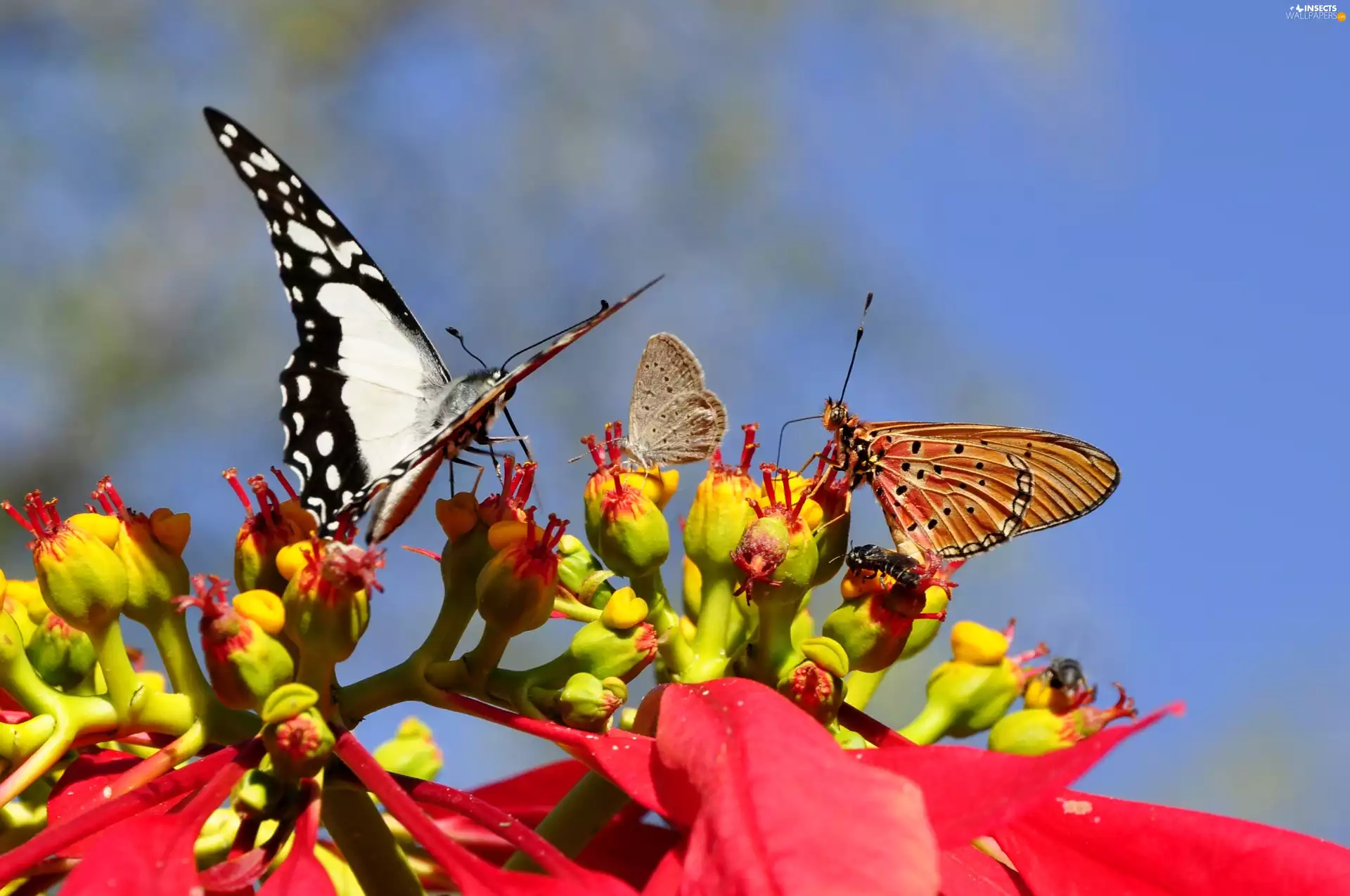 butterflies, Flower, poinsettia, Two cars
