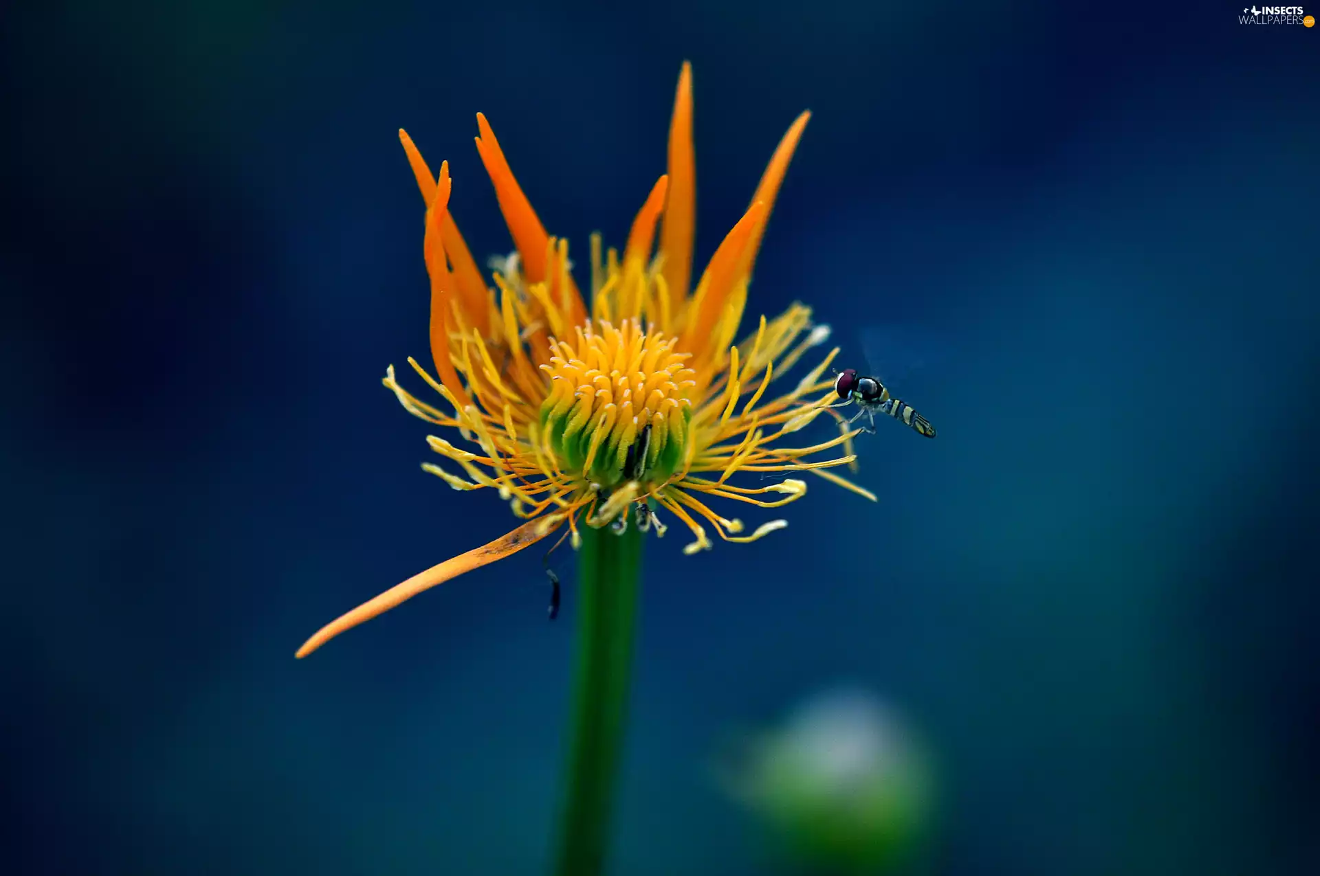 Flower, wasp