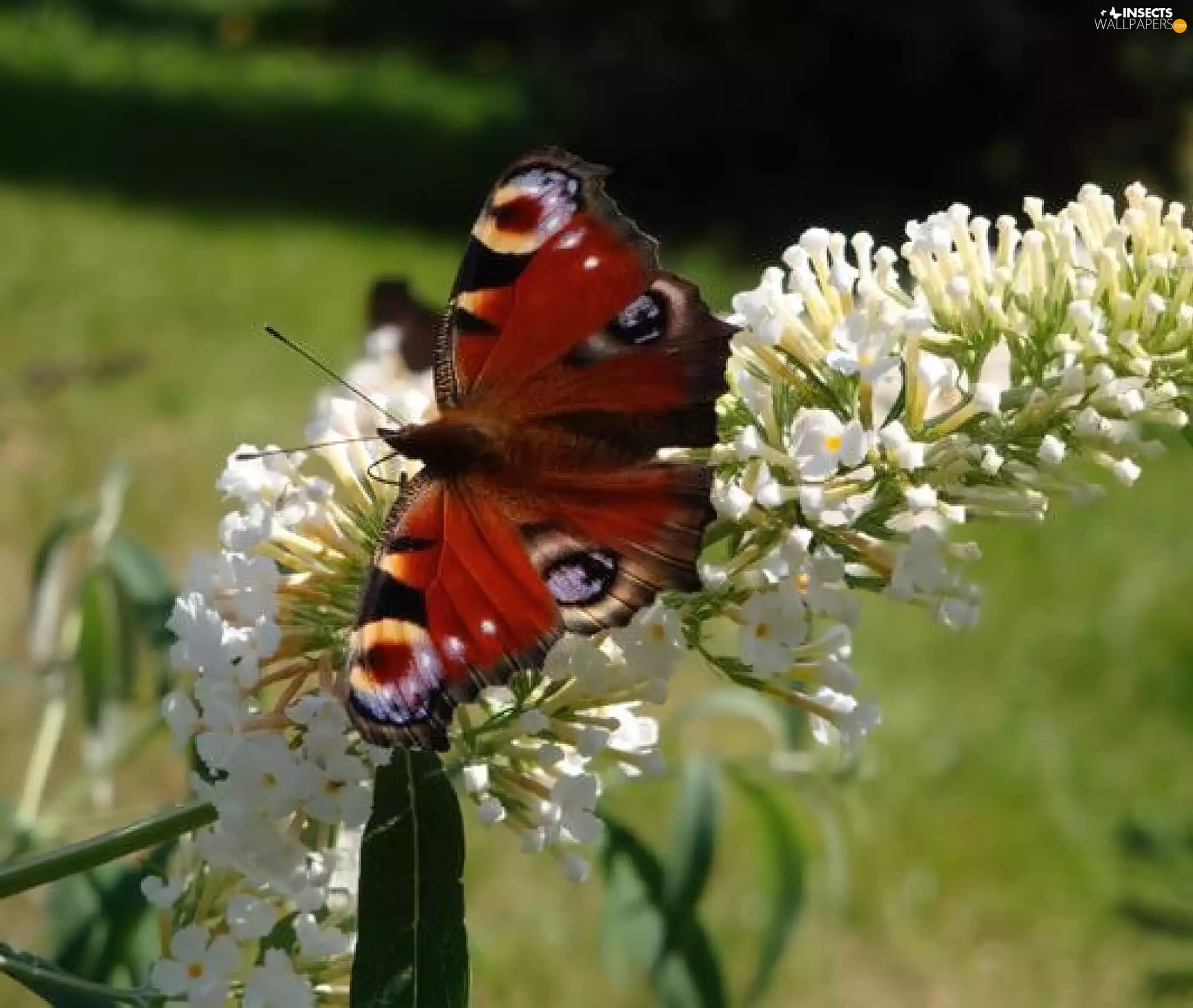 Flower, butterfly, White