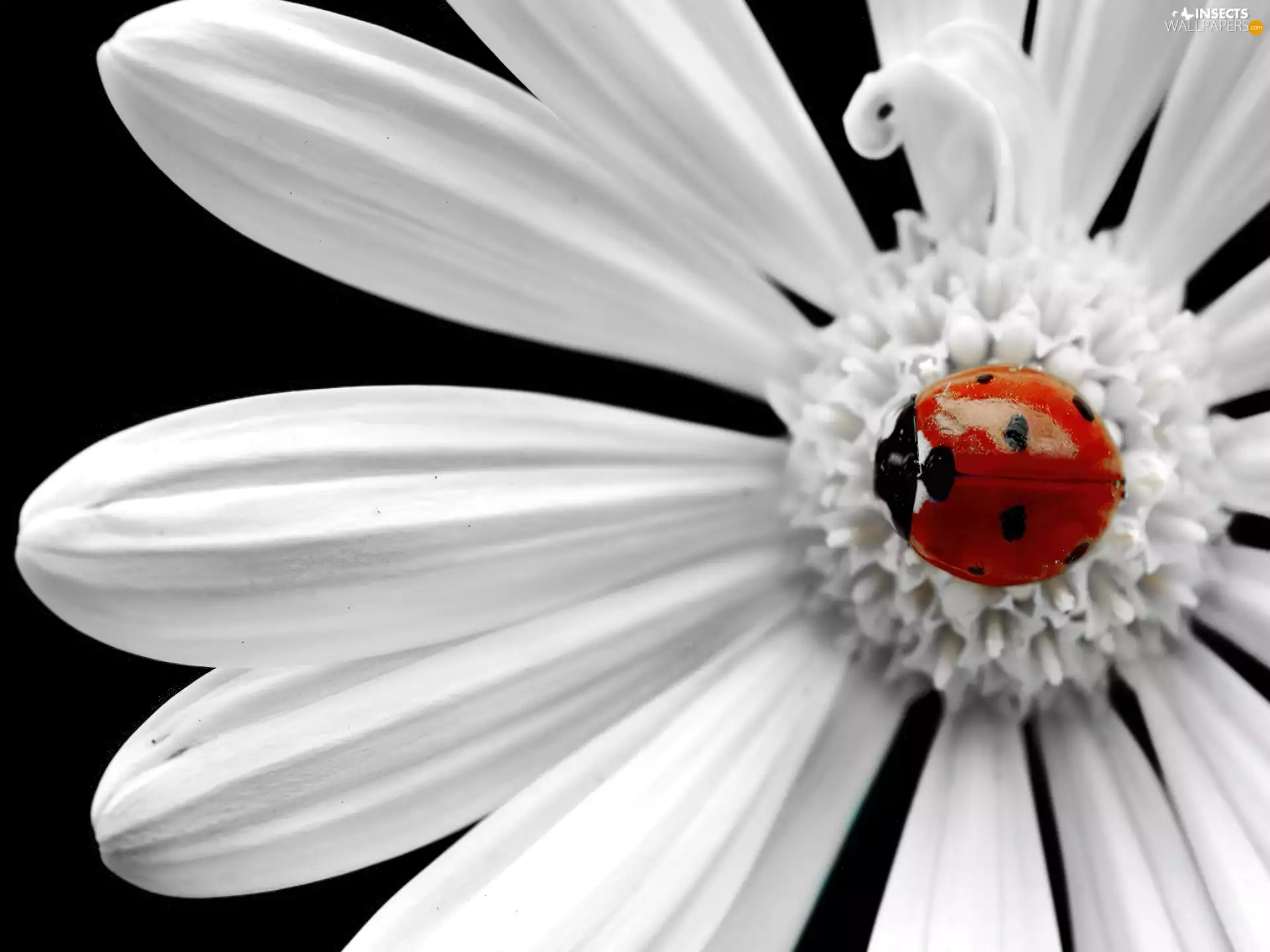 Flower, ladybird, White