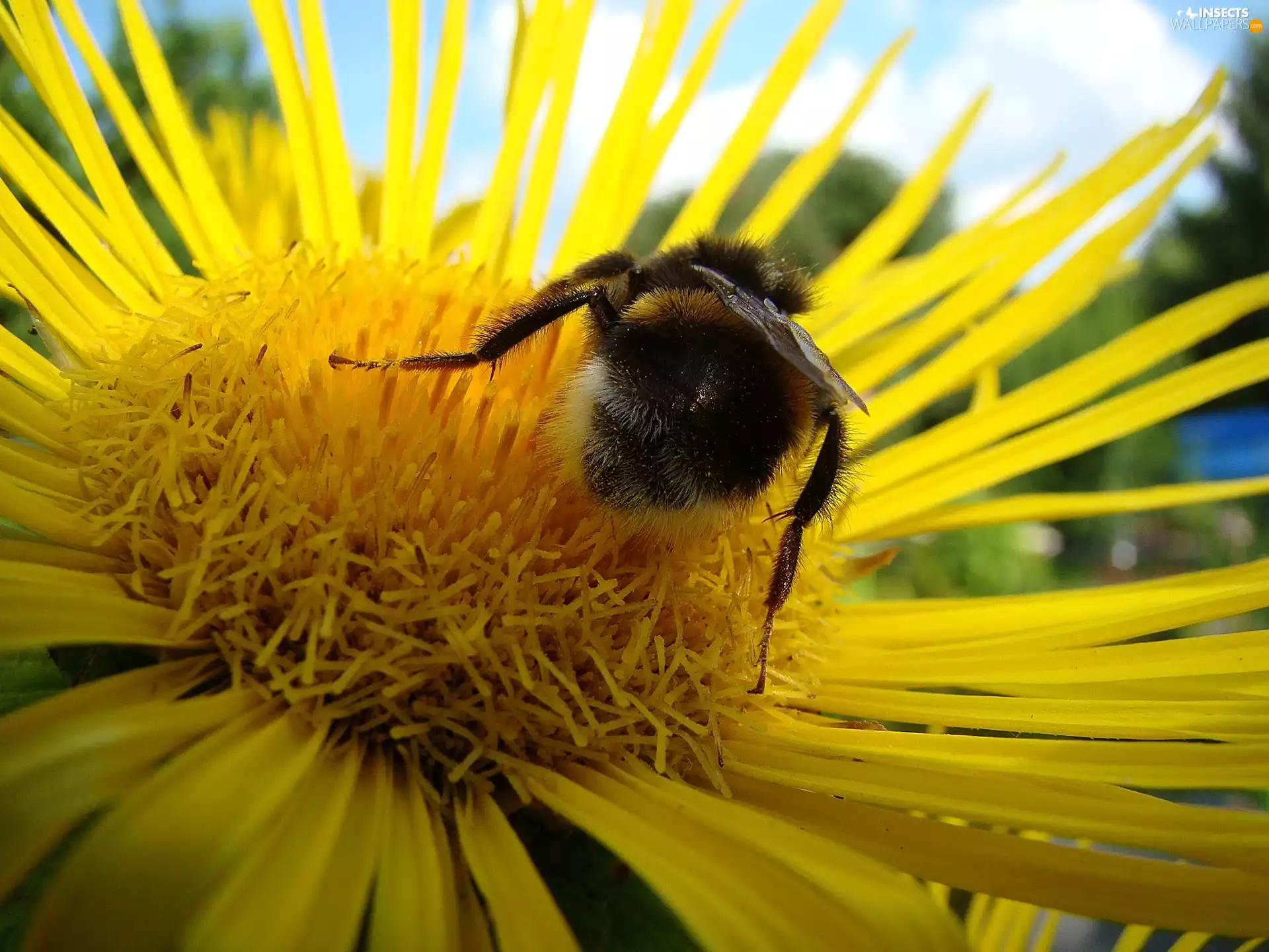 Flower, dumbledor, wings