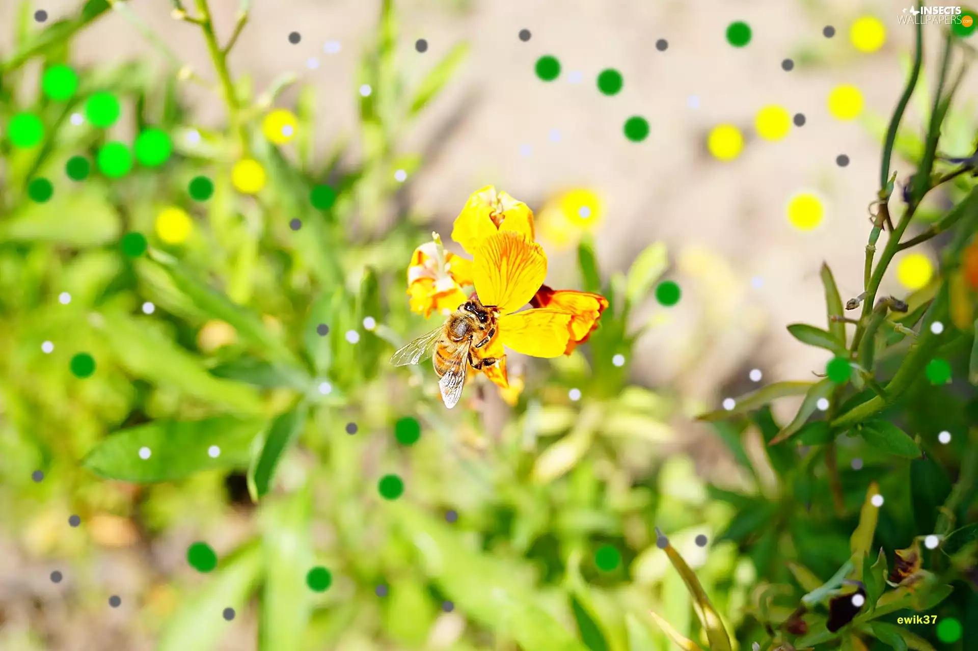 Flower, bee, Yellow