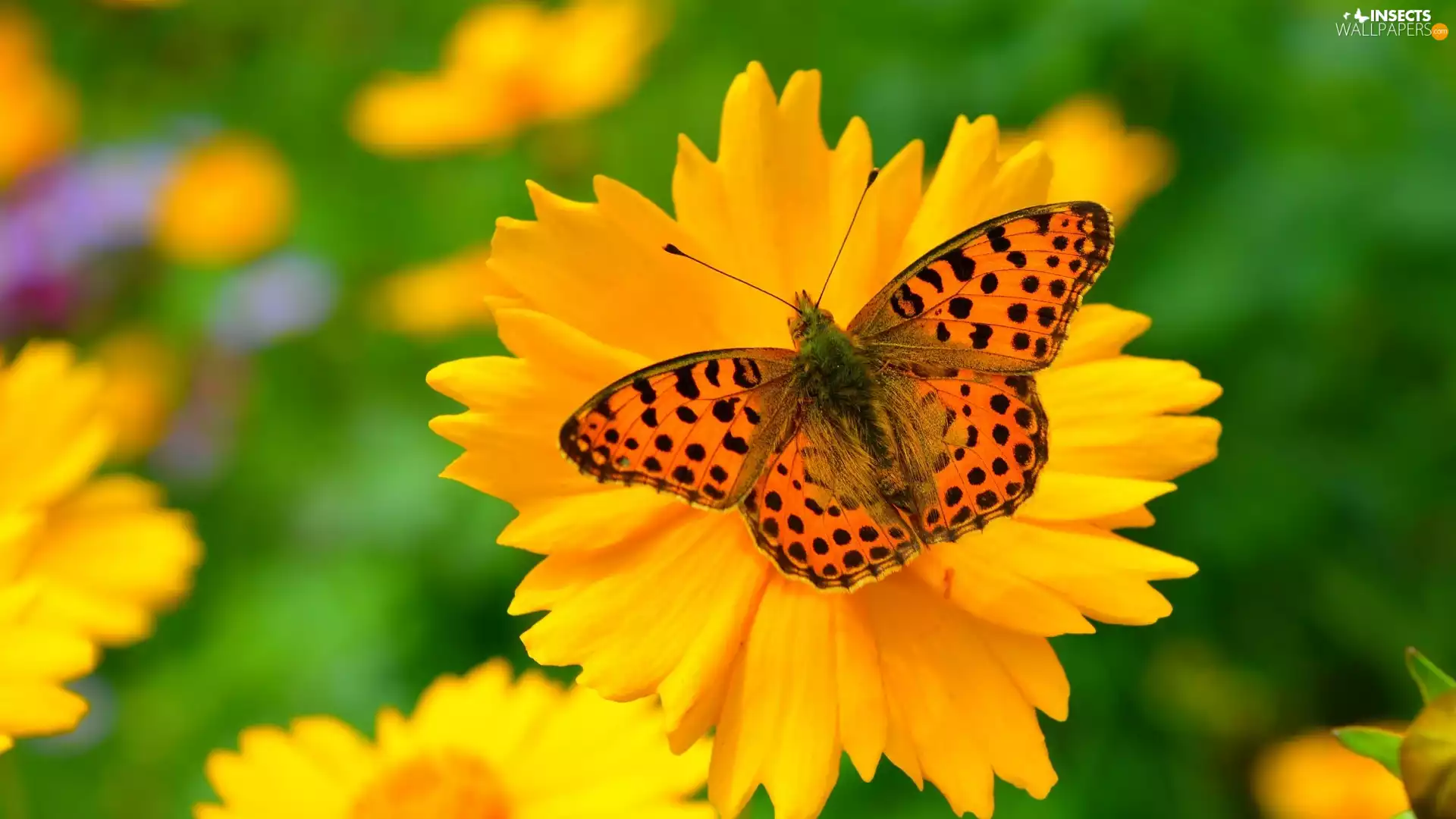 Flower, butterfly, Yellow