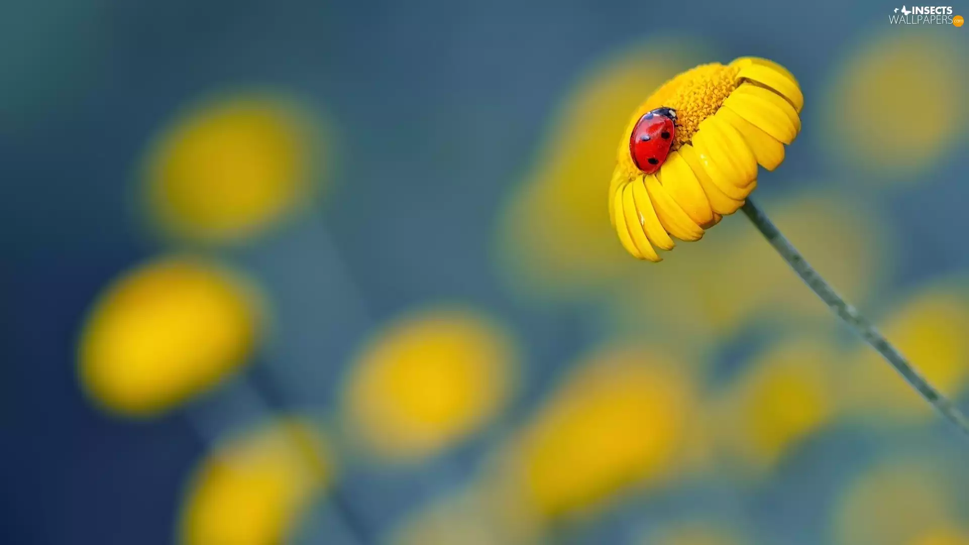 Yellow, ladybird, reflection, Flower