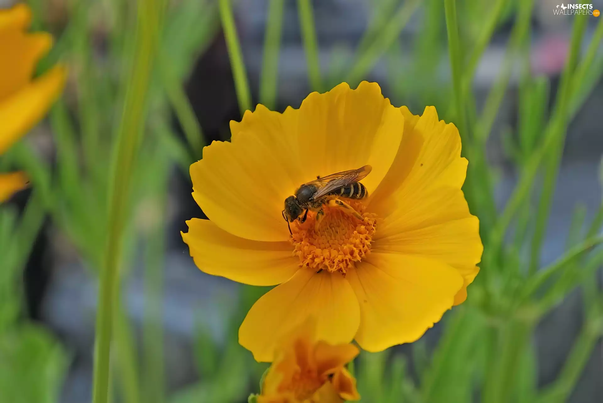 Flower, wasp, Yellow