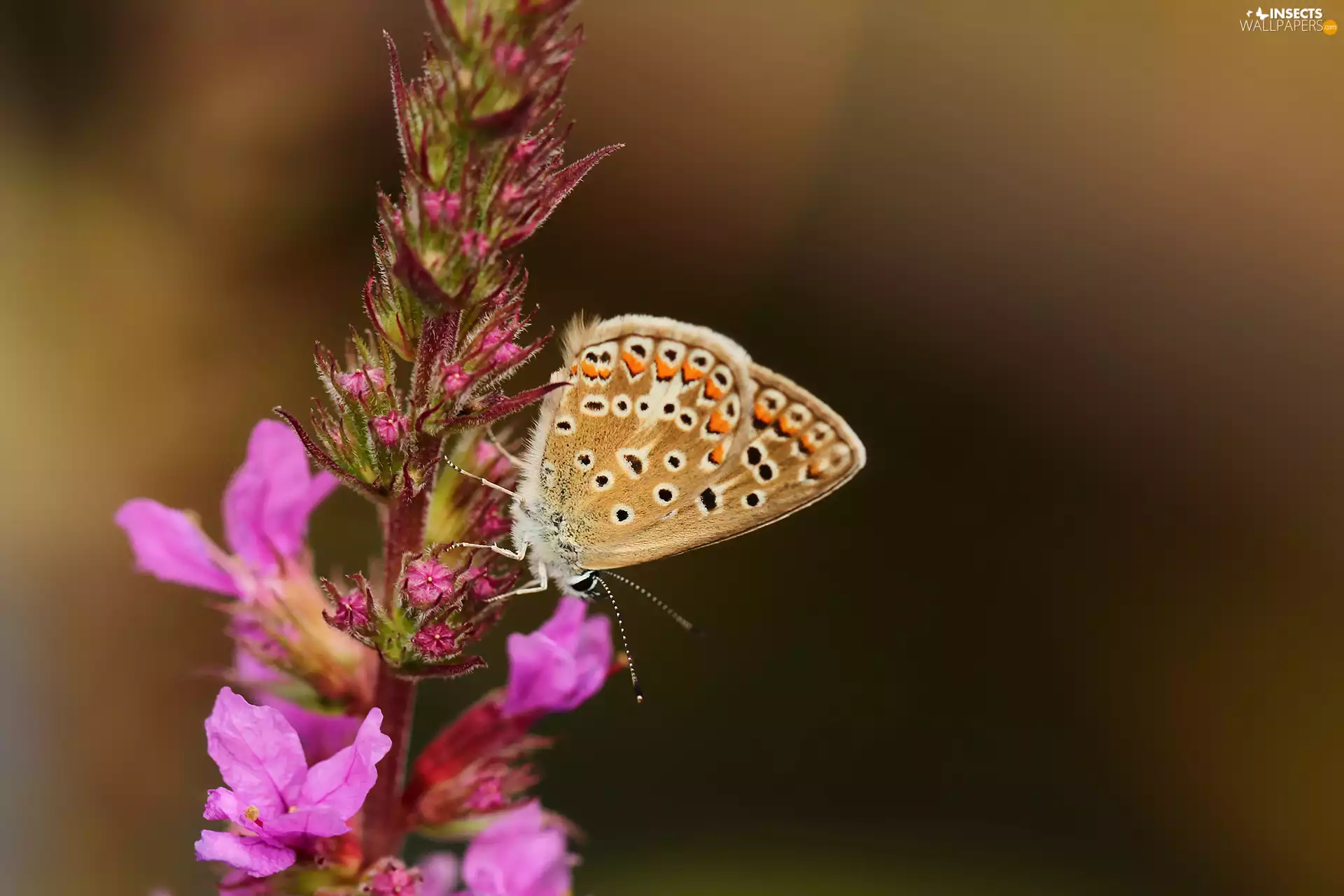 butterfly, Insect, Colourfull Flowers, Aricia Agestis
