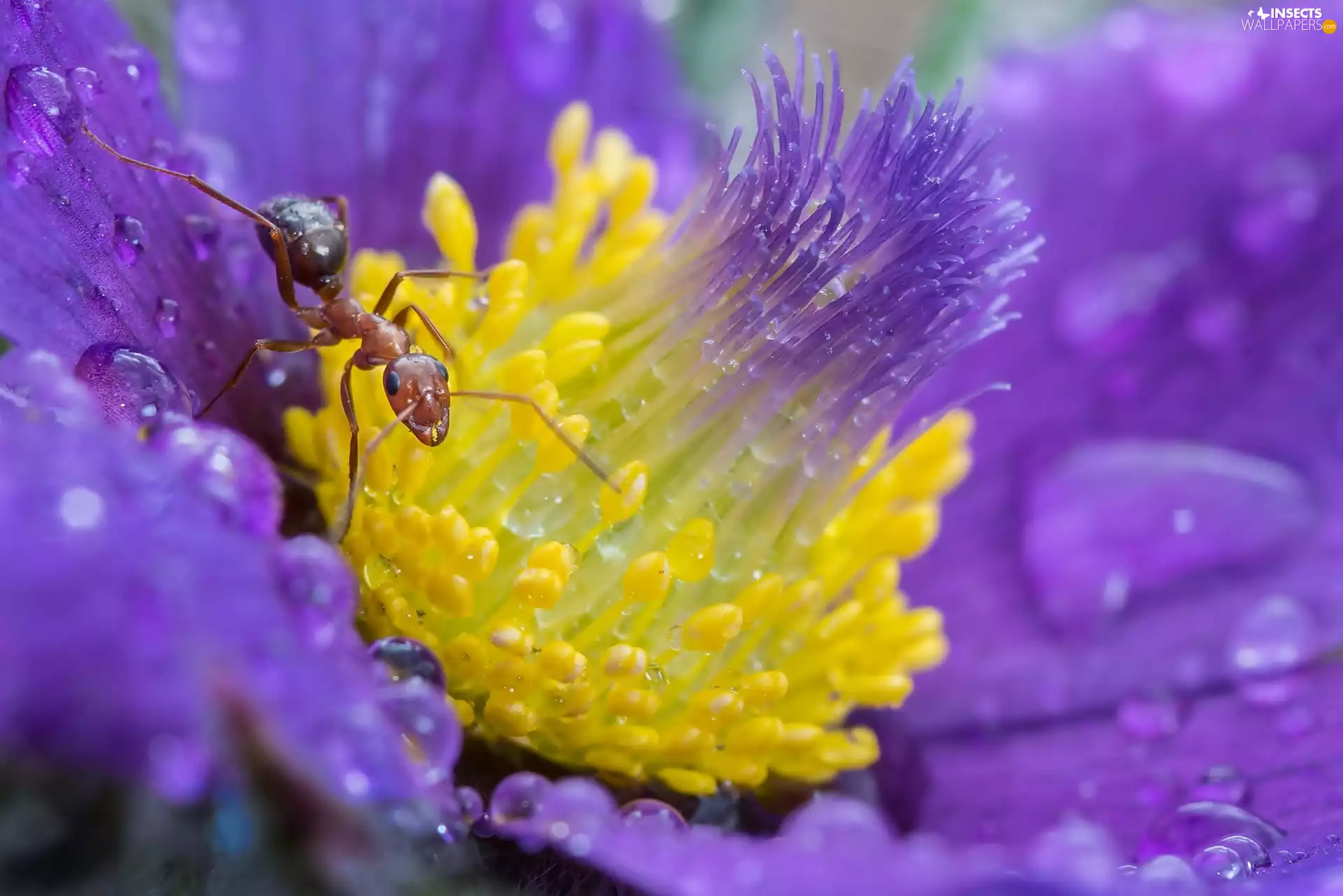 ant, Close, Colourfull Flowers