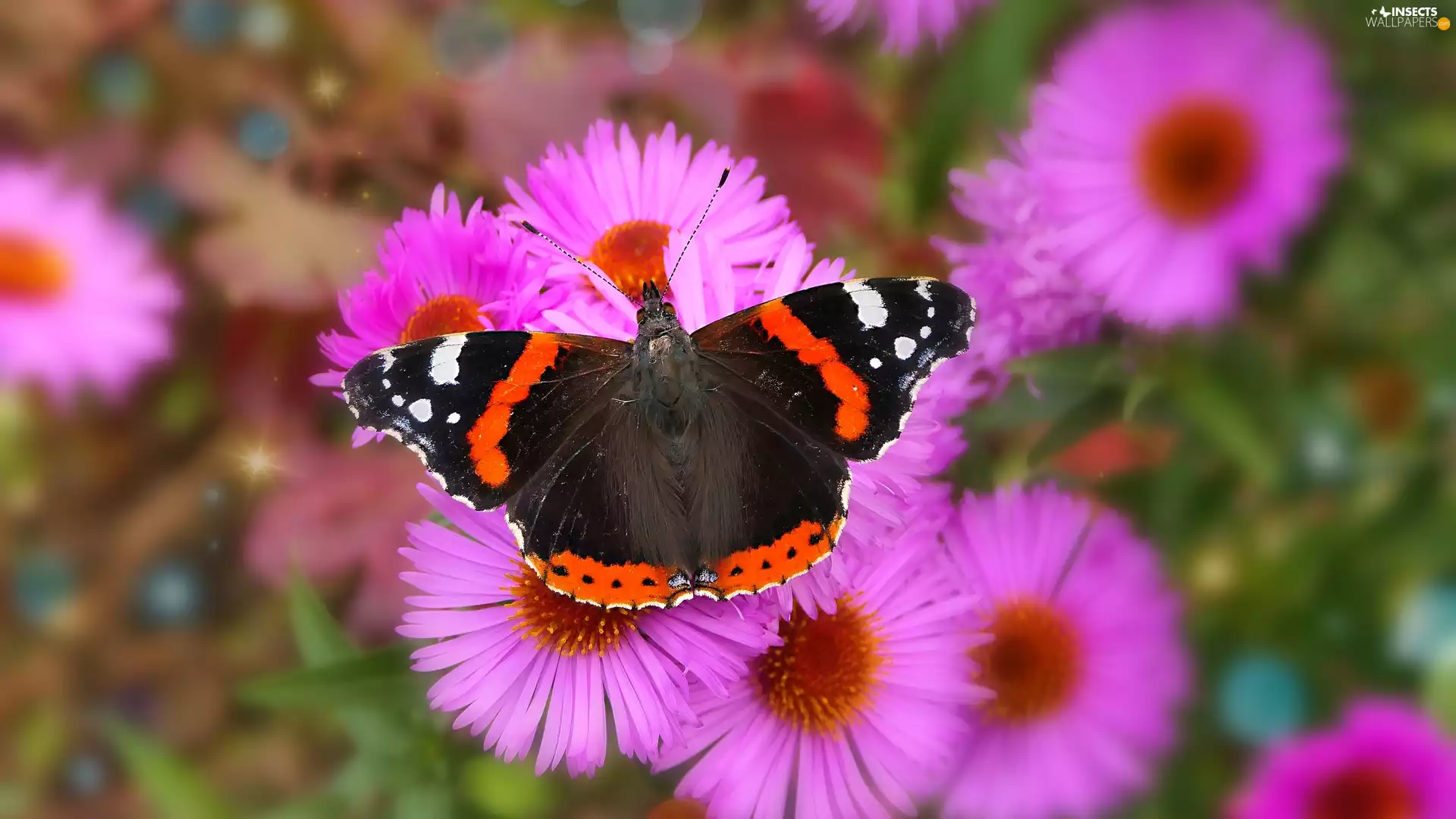 butterfly, Flowers, Aster, Mermaid Admiral