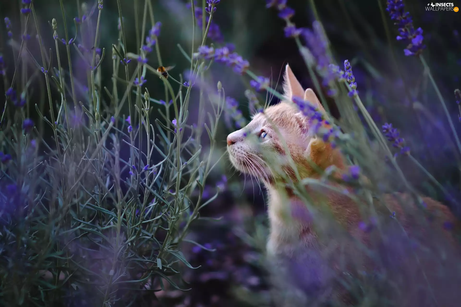 Blue, Flowers, bee, Plants, cat