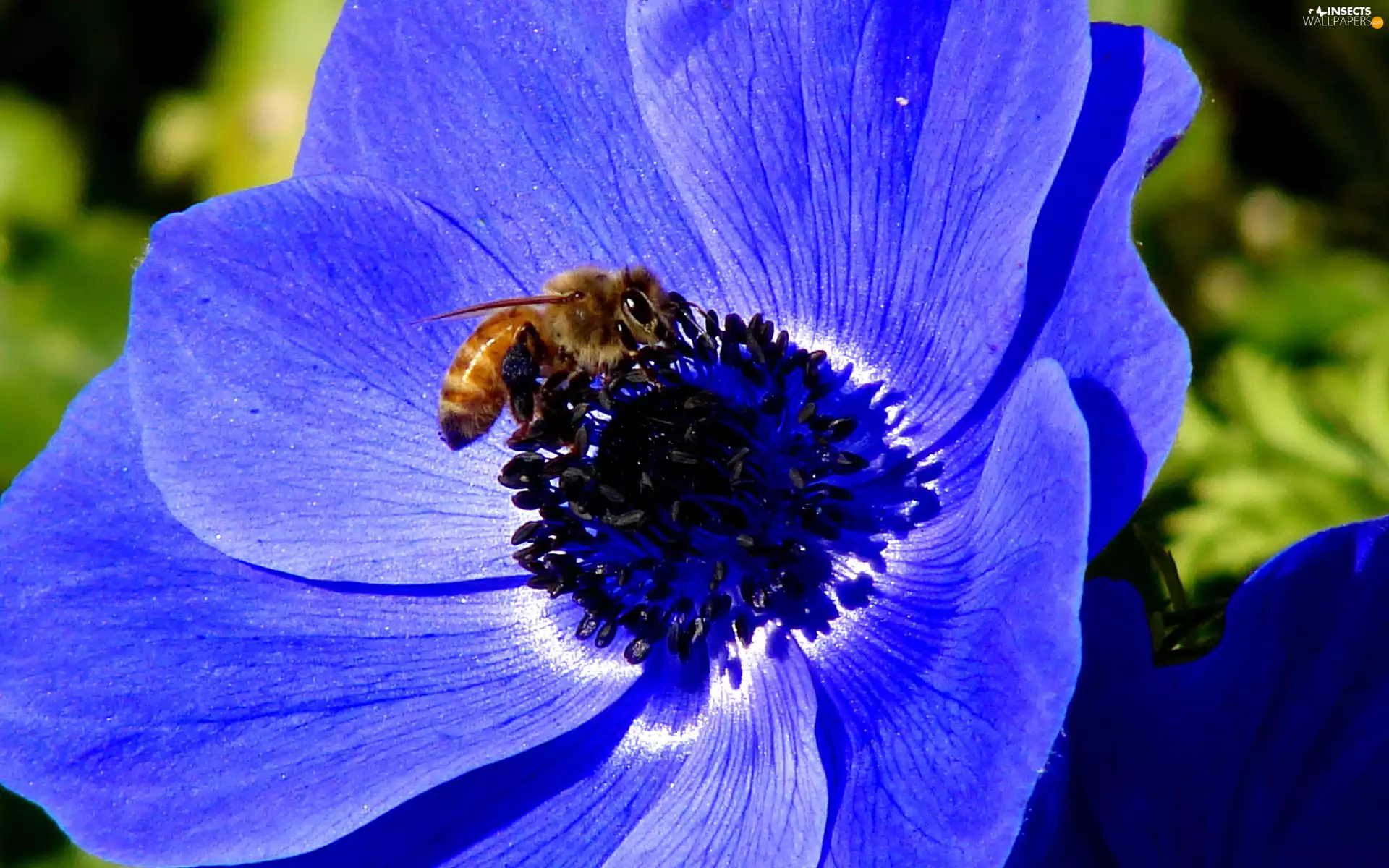 bee, blue, Colourfull Flowers