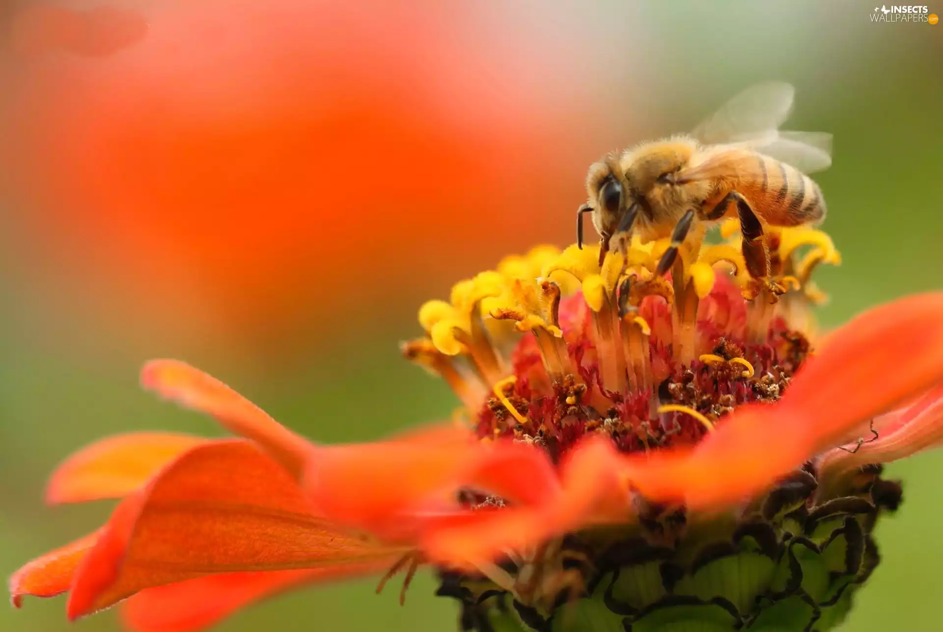 bee, Orange, Colourfull Flowers